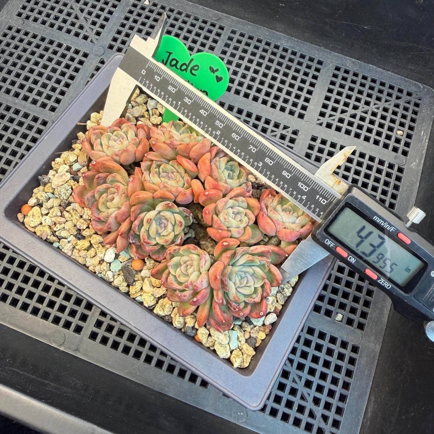 Echeveria  'Jade pavilion'cluster, 4. 3inches, E28