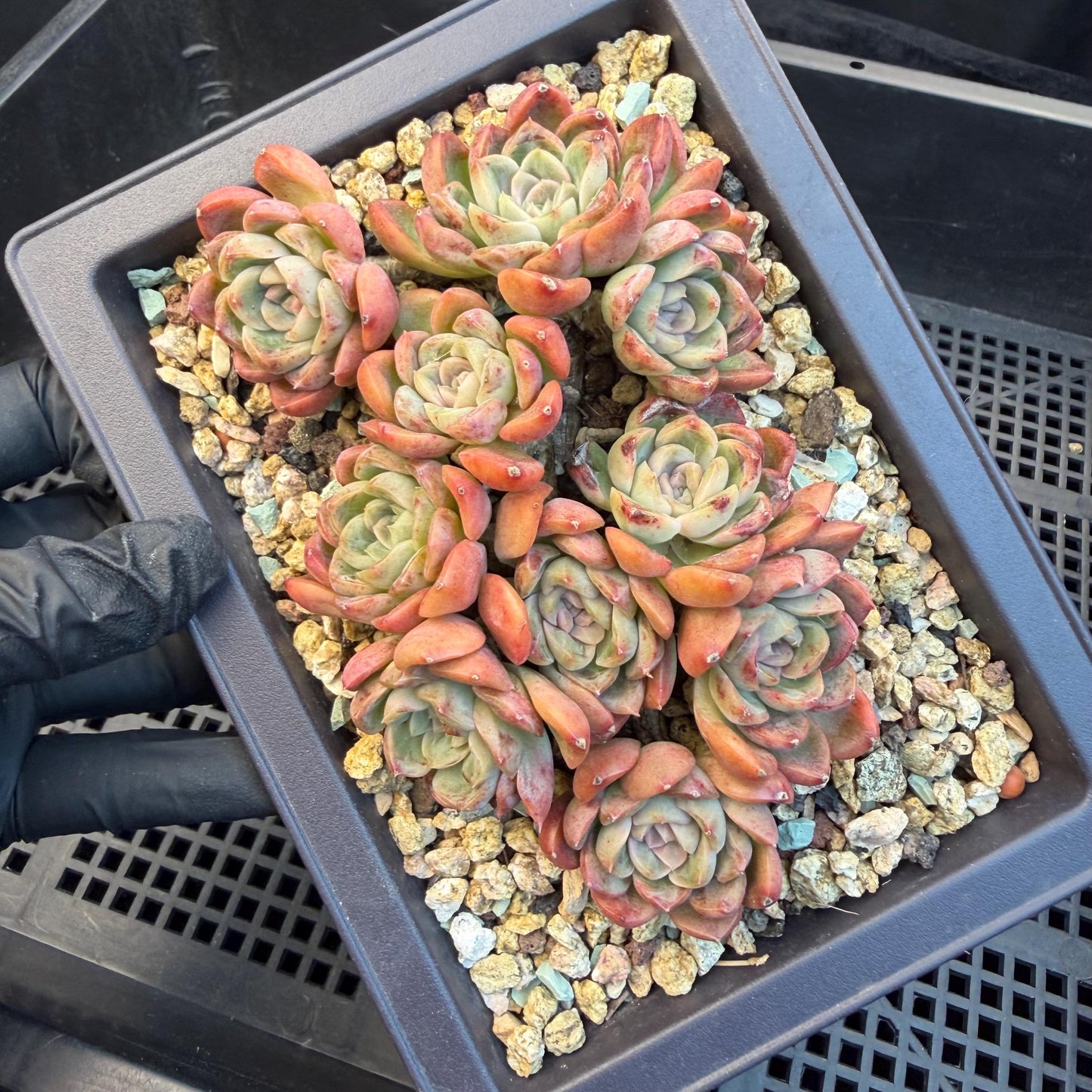 Echeveria  'Jade pavilion'cluster, 4. 3inches, E28