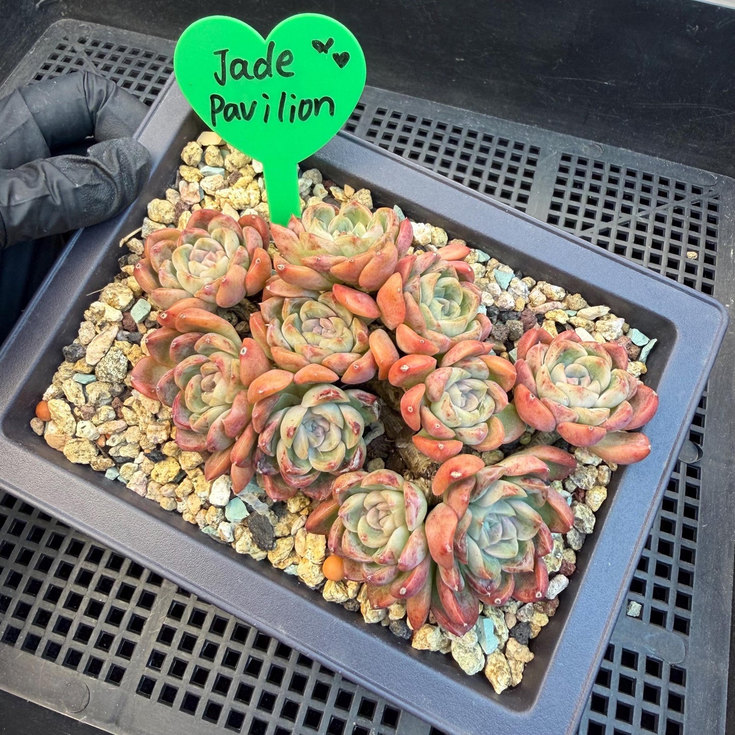 Echeveria  'Jade pavilion'cluster, 4. 3inches, E28