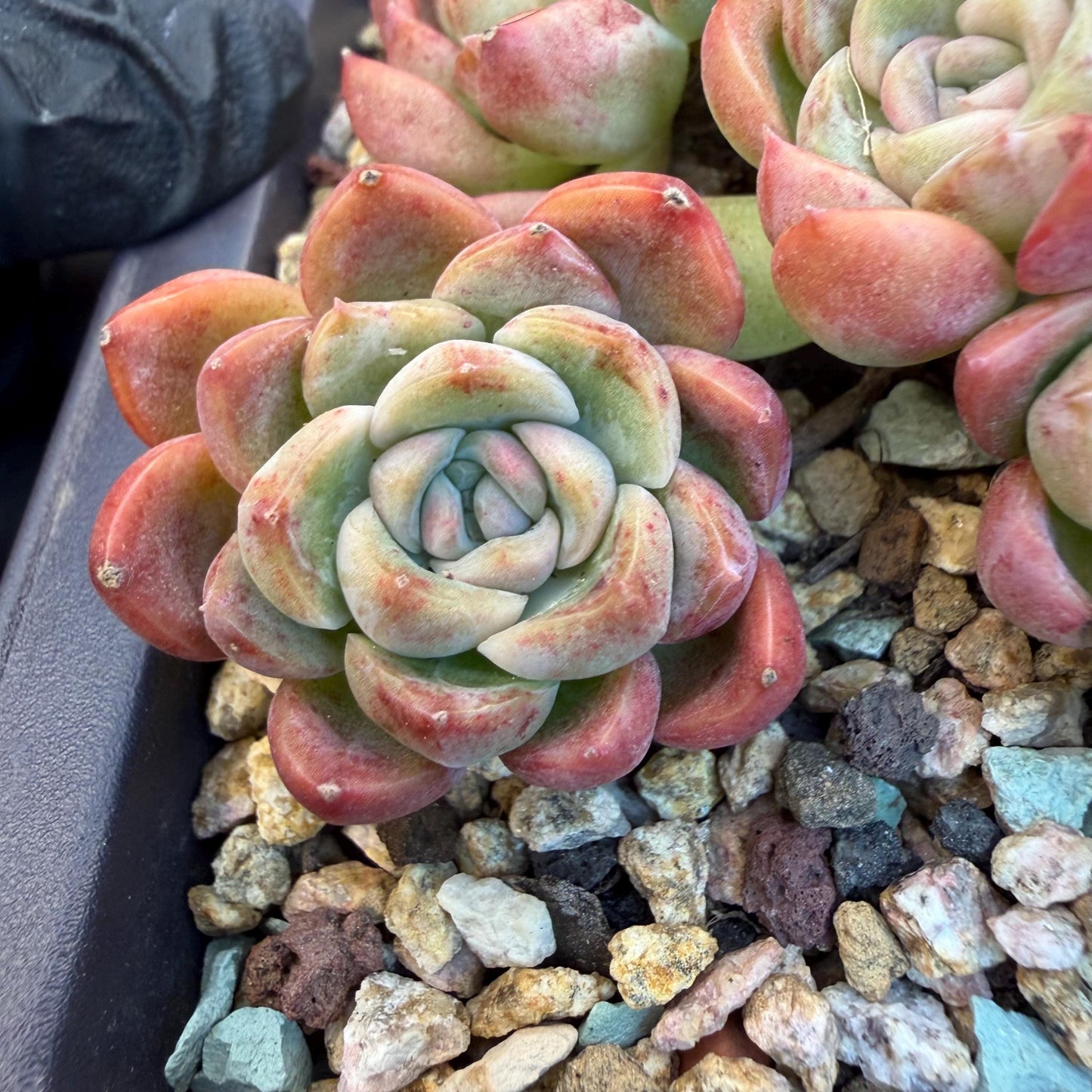 Echeveria  'Jade pavilion'cluster, 4. 3inches, E28