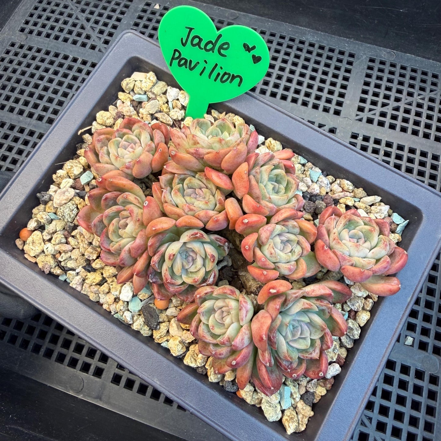 Echeveria  'Jade pavilion'cluster, 4. 3inches, E28