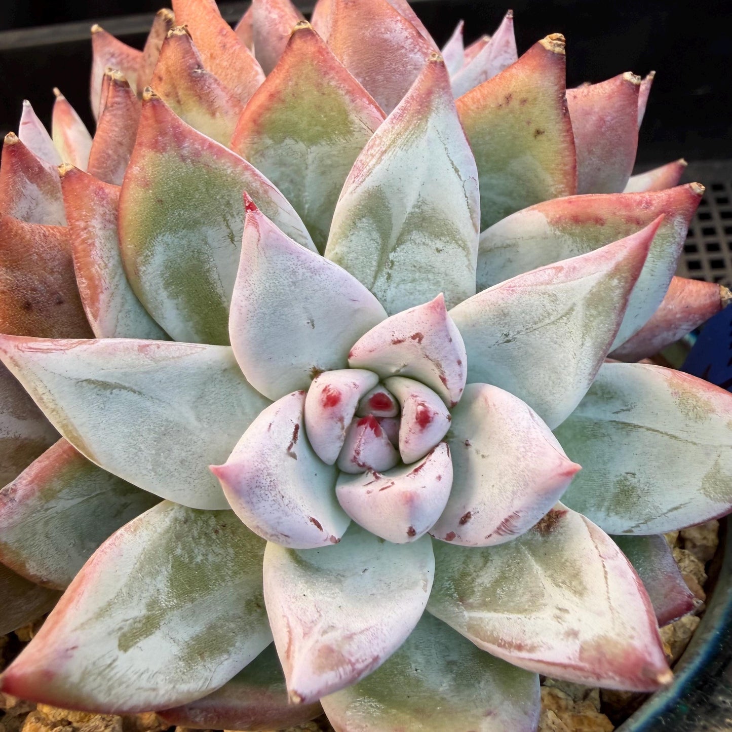 Echeveria  'wedding ring' cluster, 4.6inches，A042