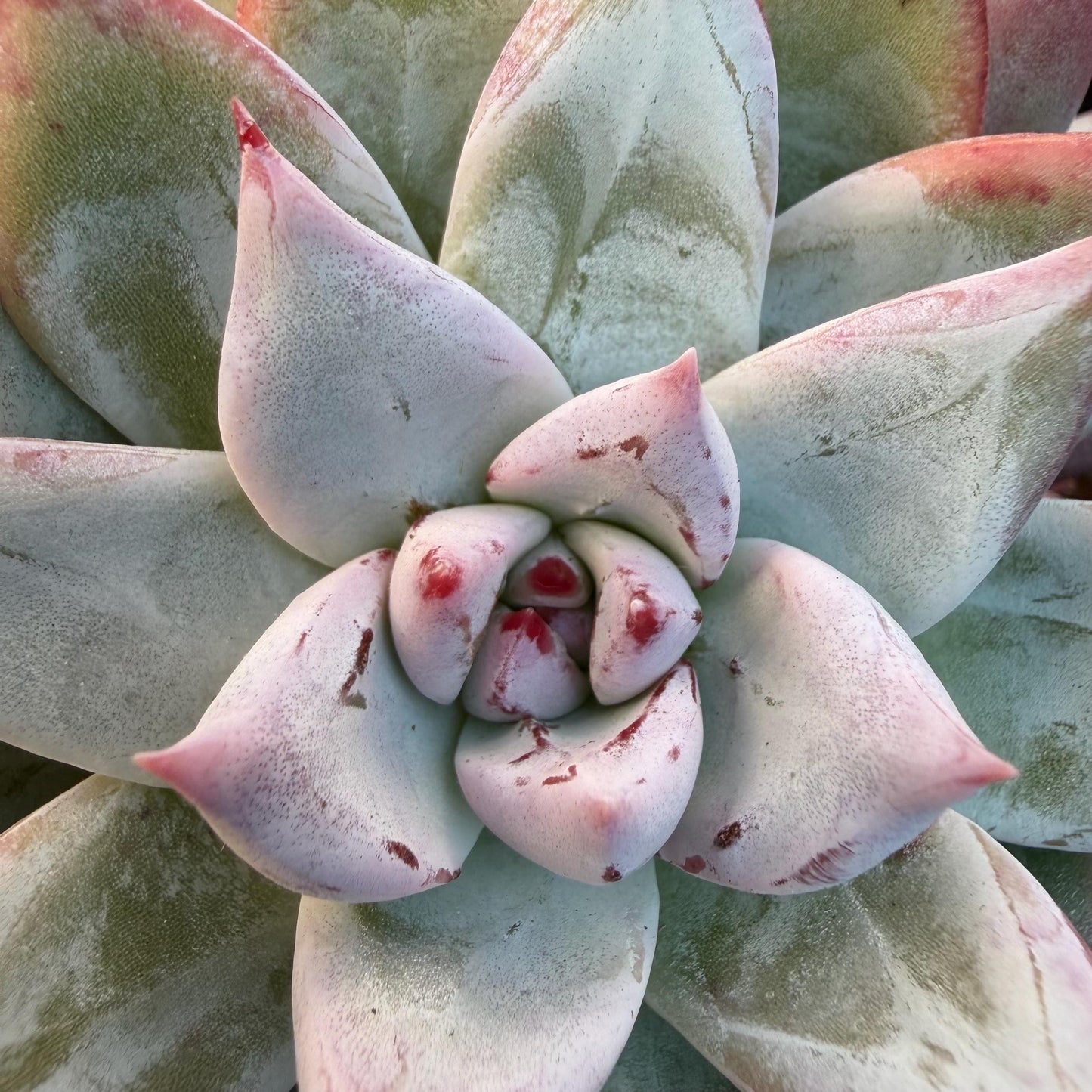 Echeveria  'wedding ring' cluster, 4.6inches，A042