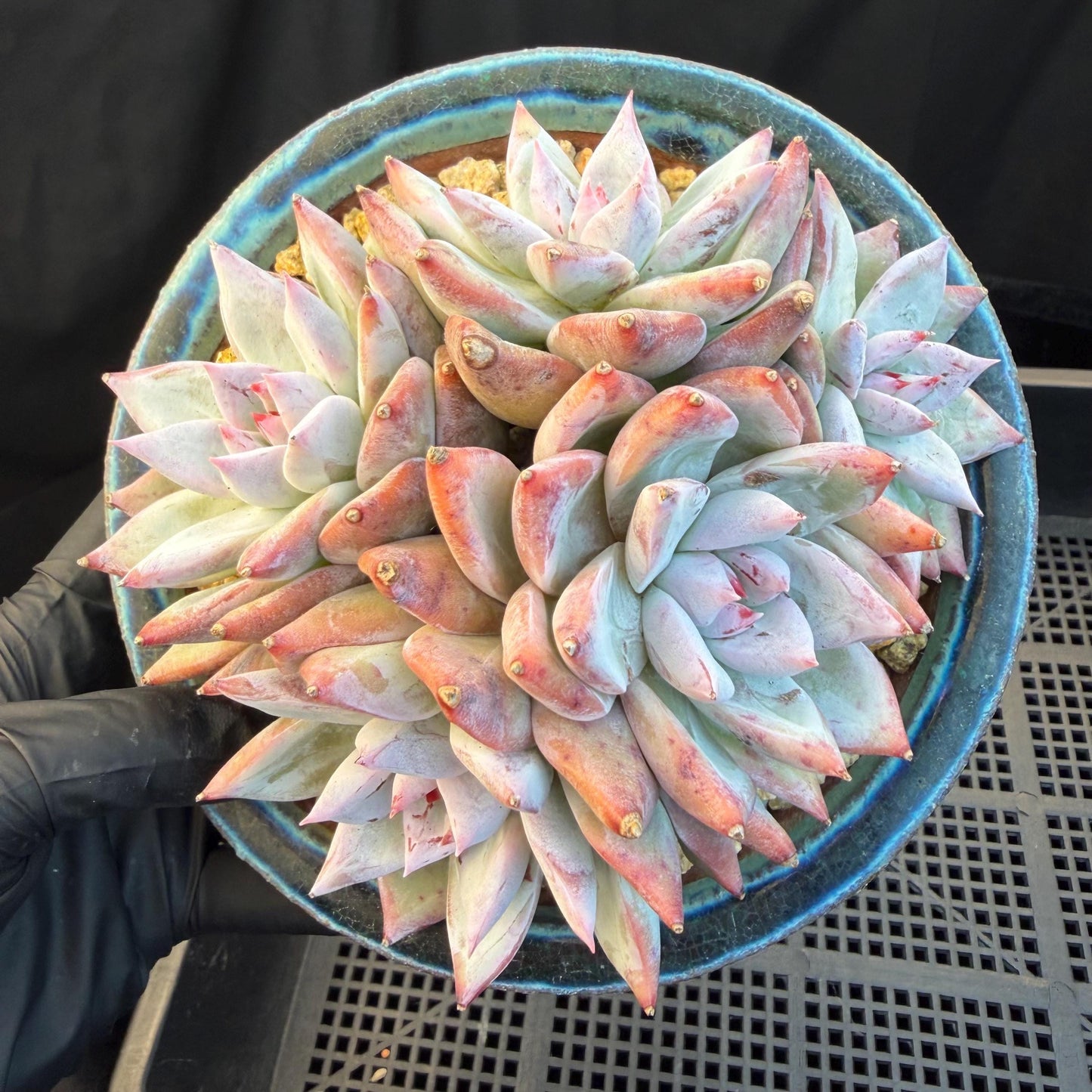 Echeveria  'wedding ring' cluster, 4.6inches，A042