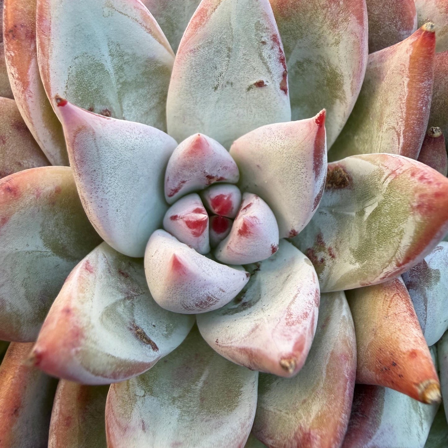 Echeveria  'wedding ring' cluster, 4.6inches，A042