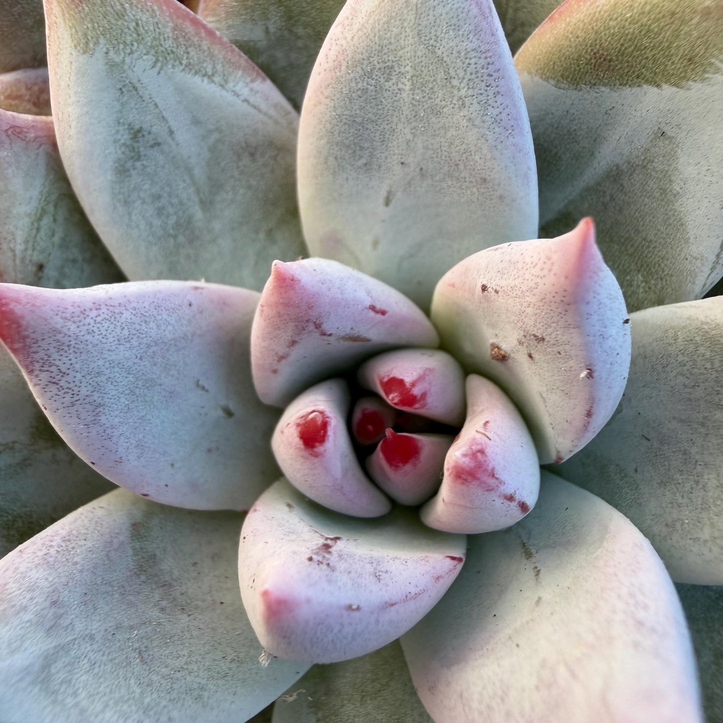 Echeveria  'wedding ring' cluster, 4.6inches，A042