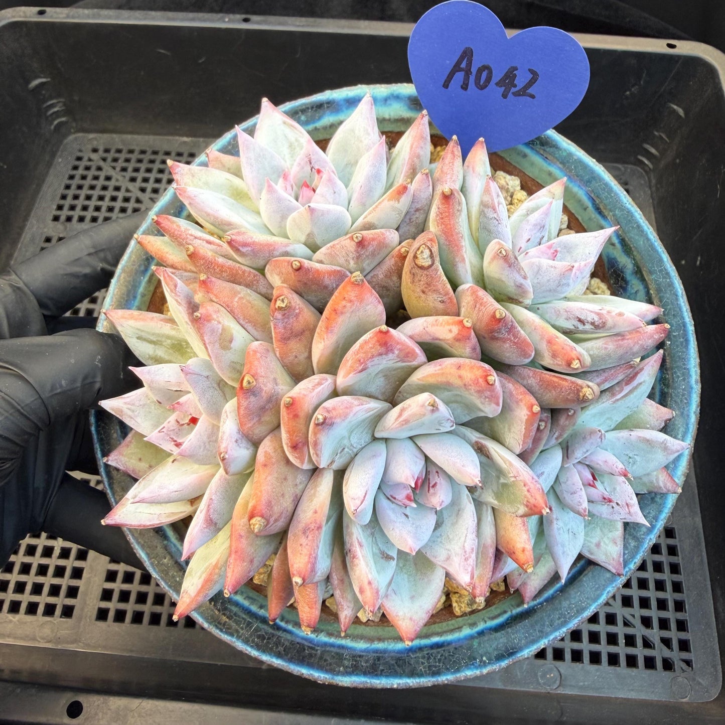 Echeveria  'wedding ring' cluster, 4.6inches，A042