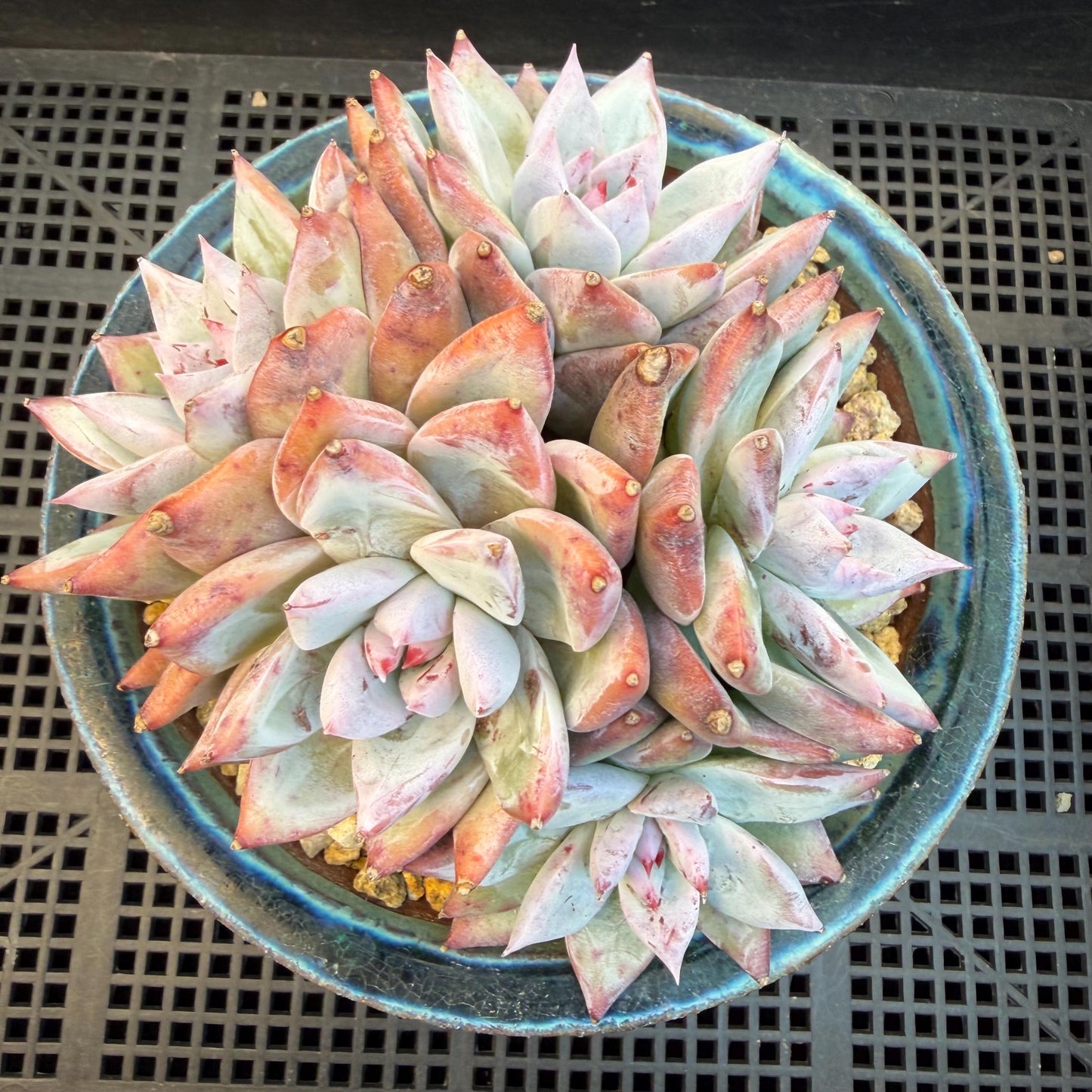 Echeveria  'wedding ring' cluster, 4.6inches，A042