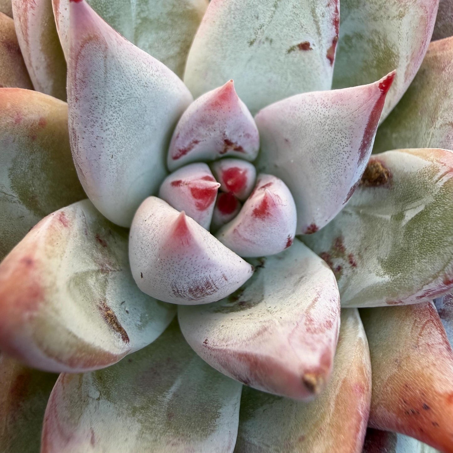 Echeveria  'wedding ring' cluster, 4.6inches，A042