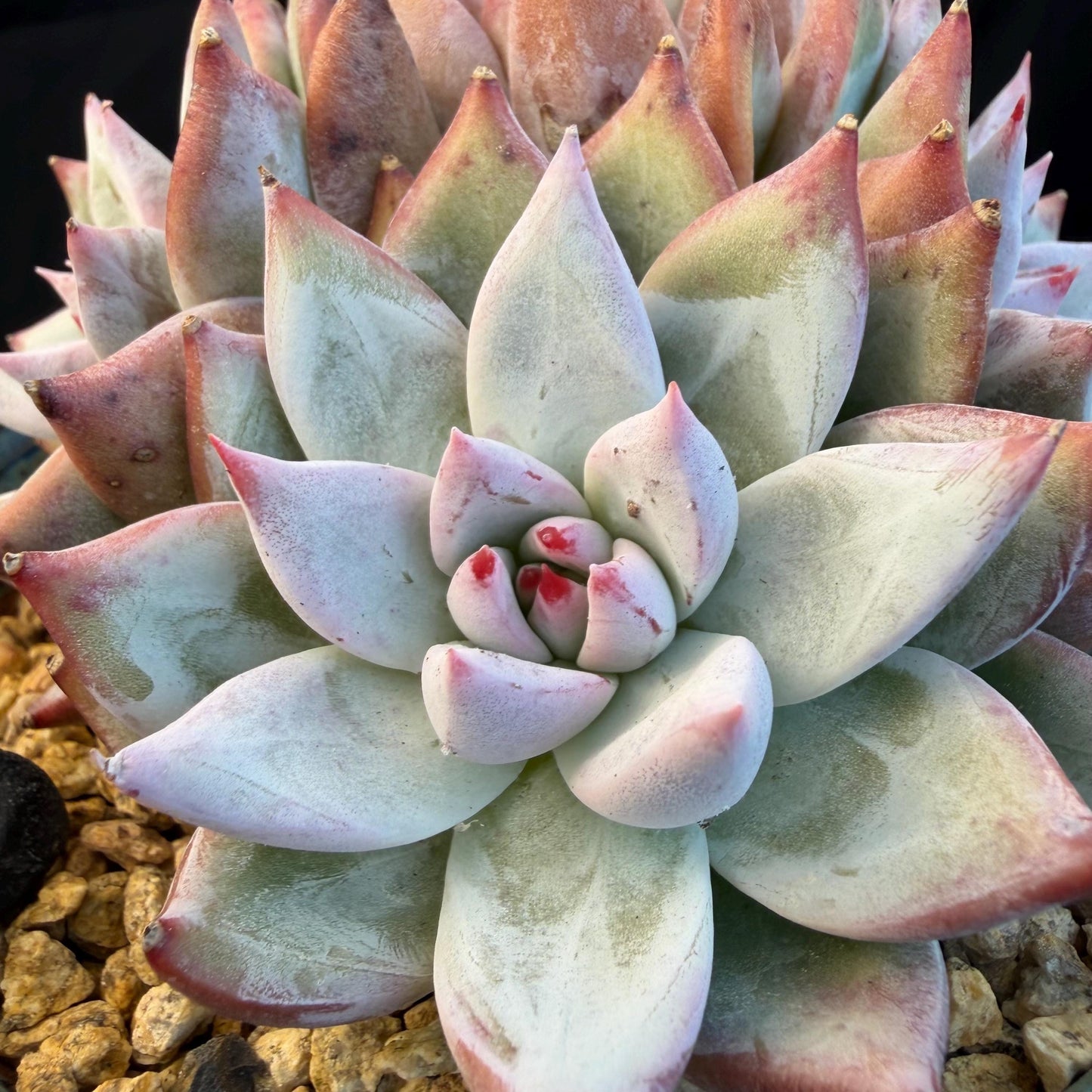 Echeveria  'wedding ring' cluster, 4.6inches，A042