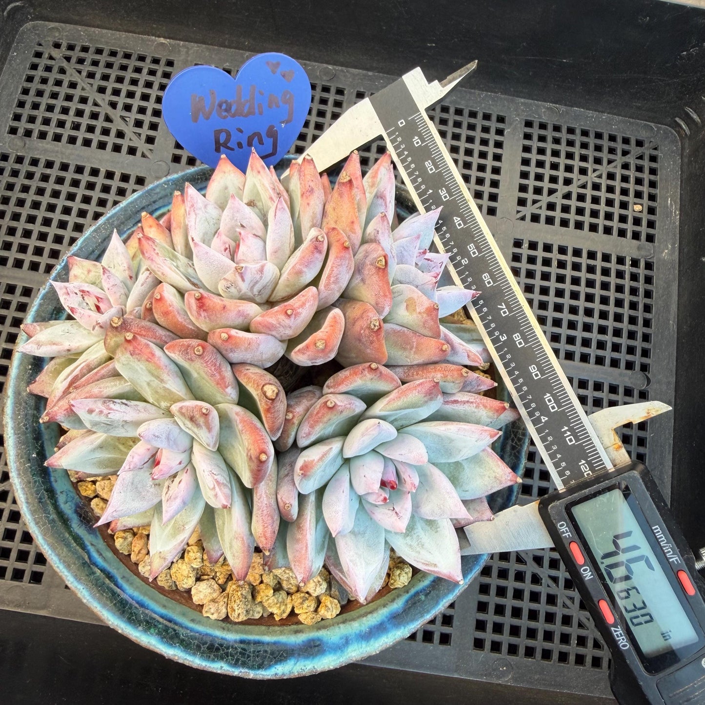 Echeveria  'wedding ring' cluster, 4.6inches，A042