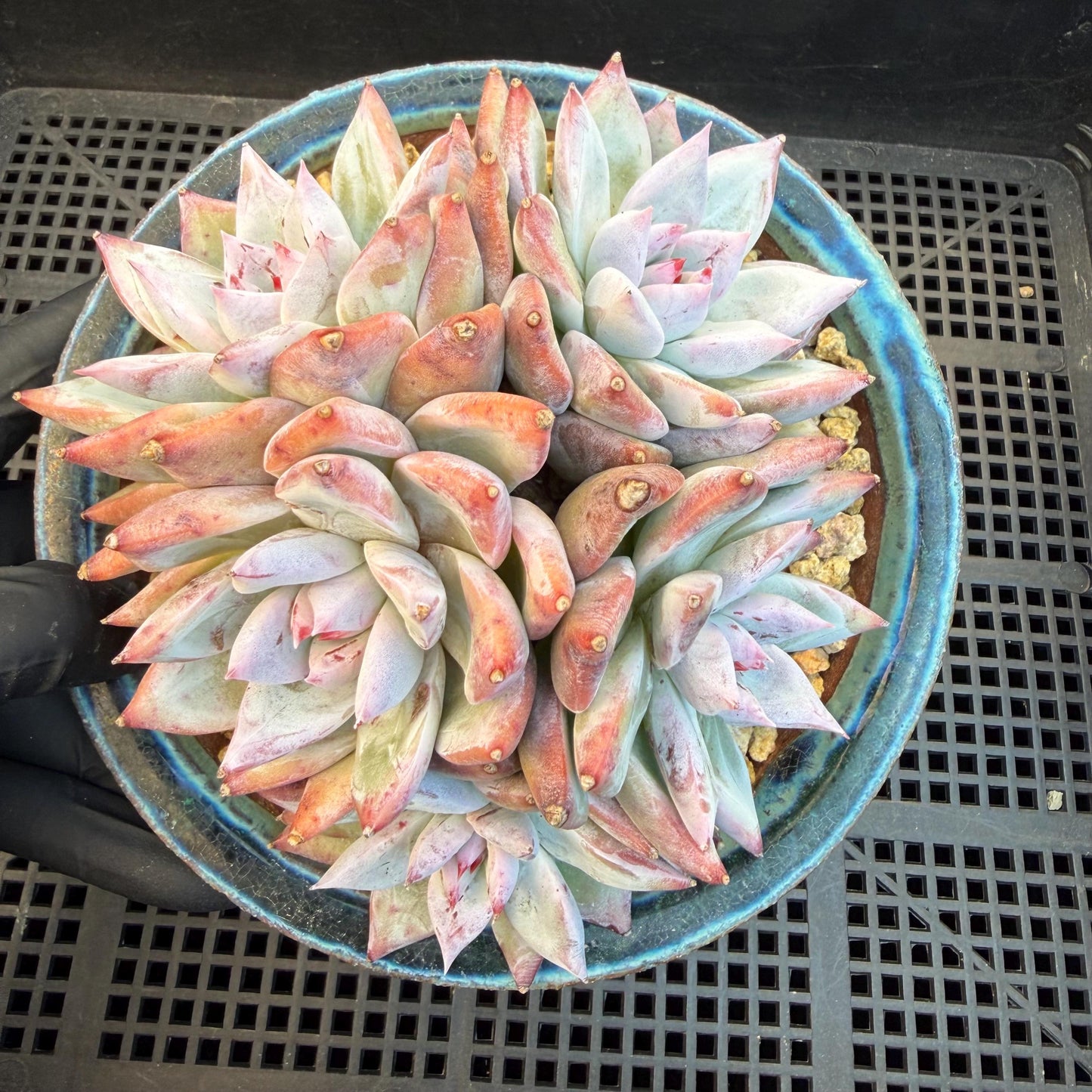 Echeveria  'wedding ring' cluster, 4.6inches，A042