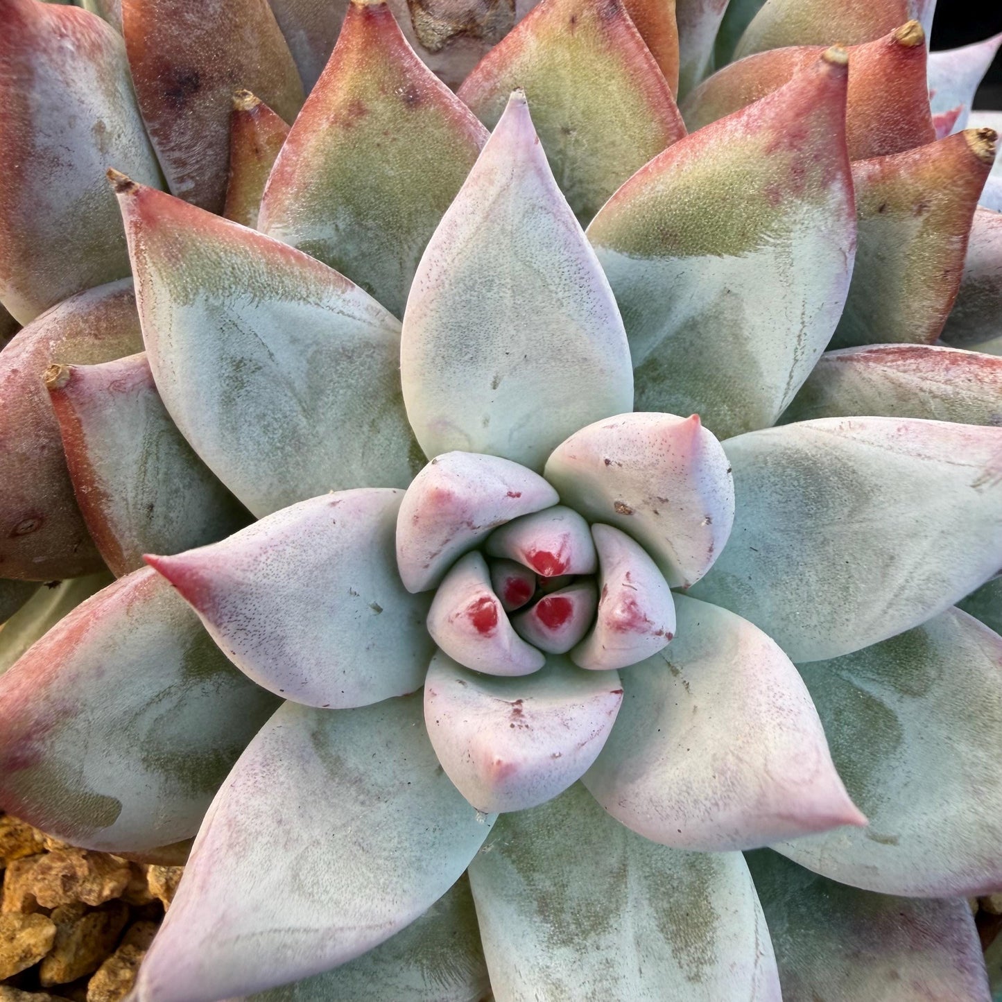 Echeveria  'wedding ring' cluster, 4.6inches，A042