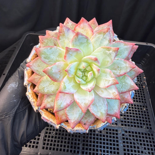 Echeveria  ‘blue bird',  3.9inches, L06