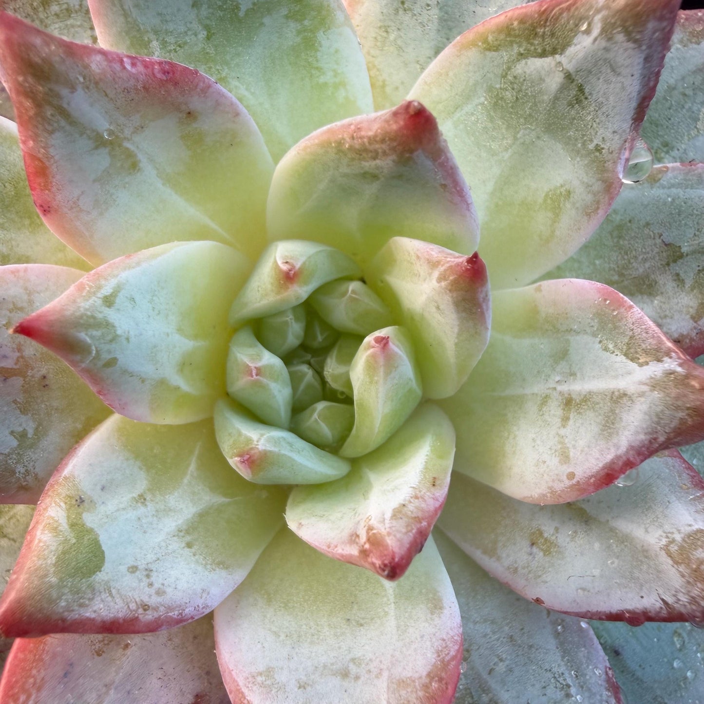 Echeveria  ‘blue bird',  3.9inches, L06