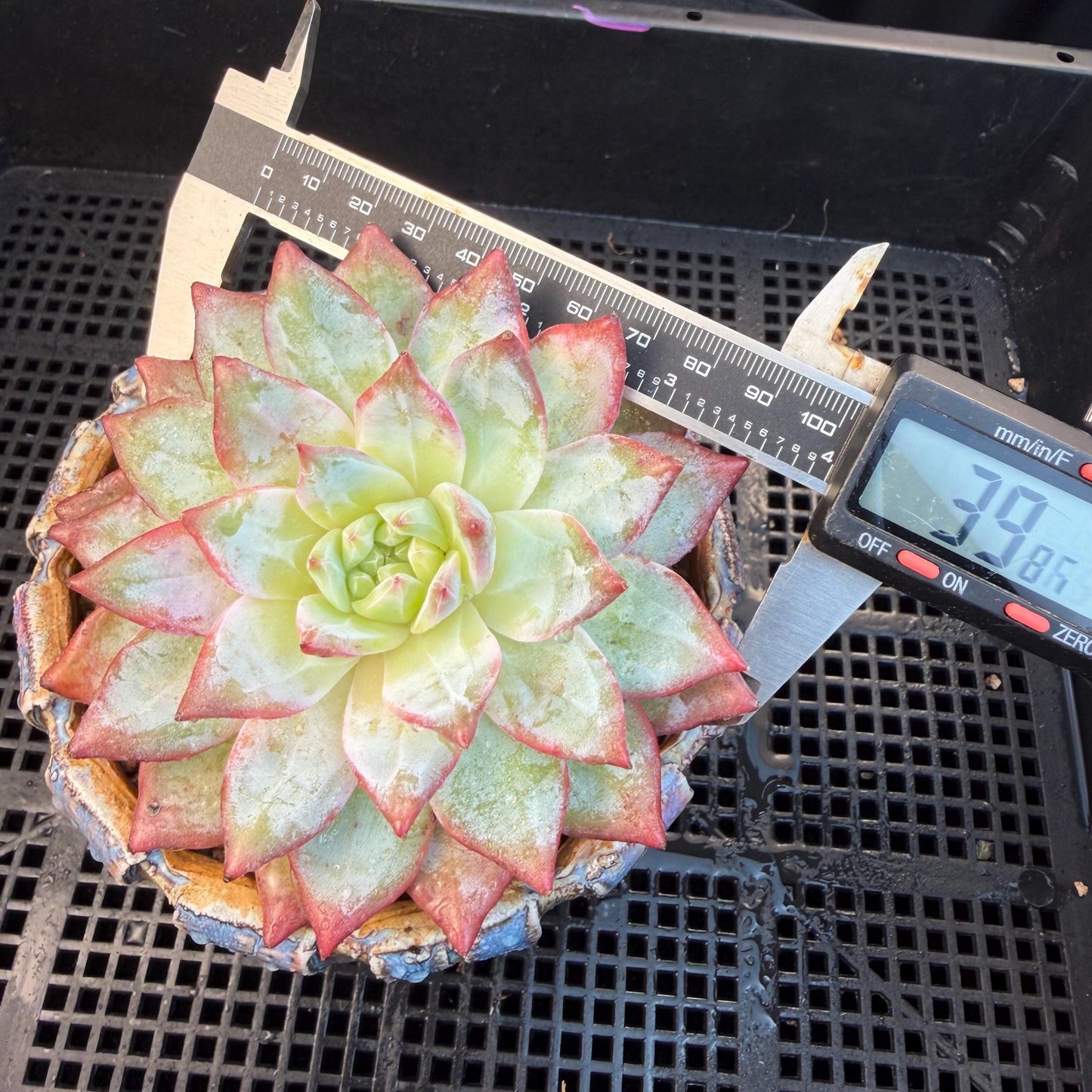 Echeveria  ‘blue bird',  3.9inches, L06