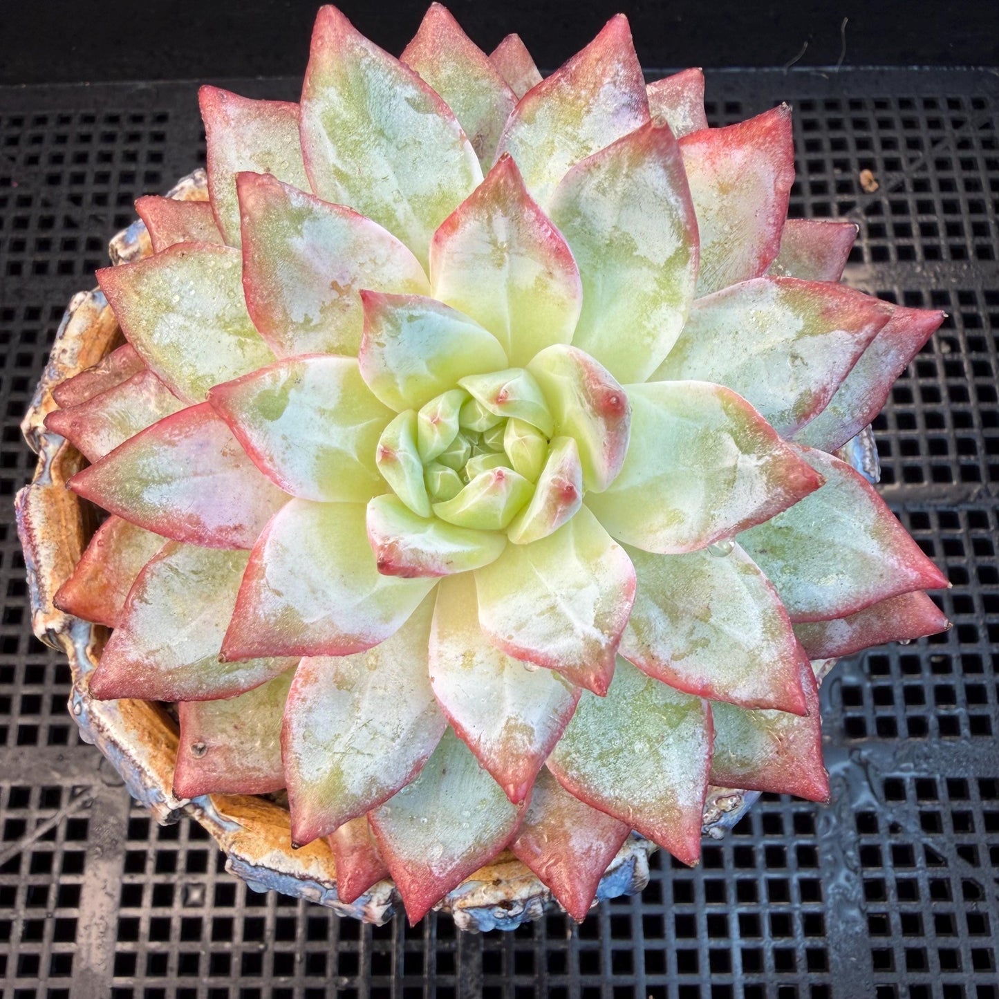Echeveria  ‘blue bird',  3.9inches, L06