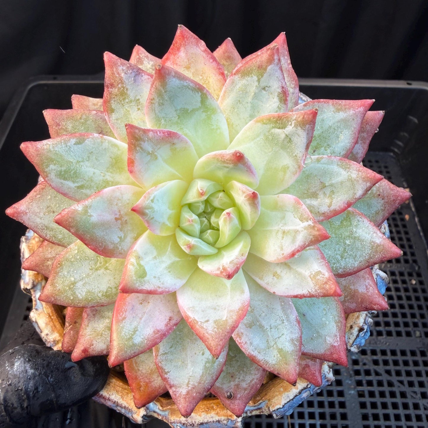 Echeveria  ‘blue bird',  3.9inches, L06