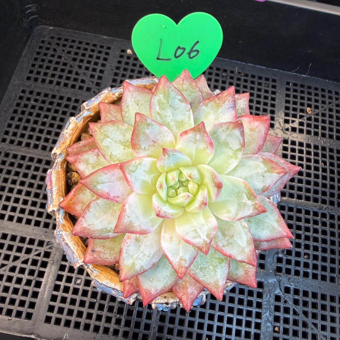 Echeveria  ‘blue bird',  3.9inches, L06