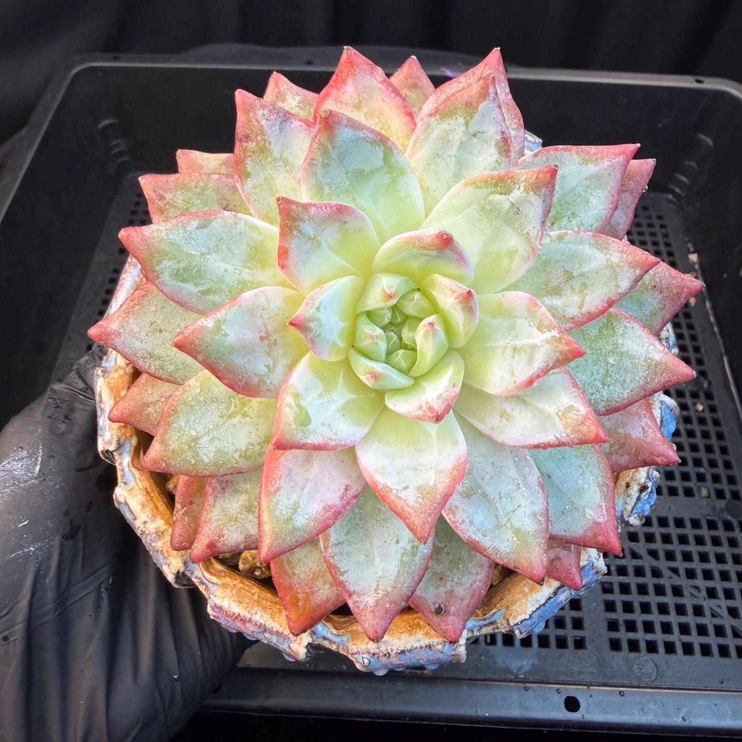 Echeveria  ‘blue bird',  3.9inches, L06