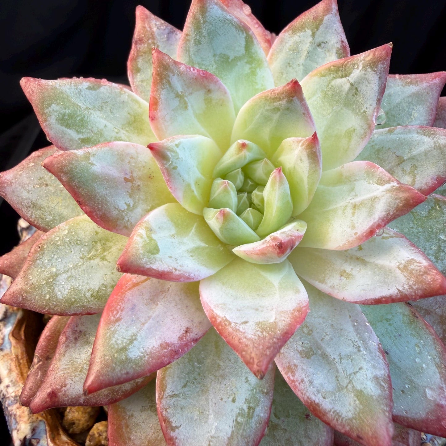 Echeveria  ‘blue bird',  3.9inches, L06