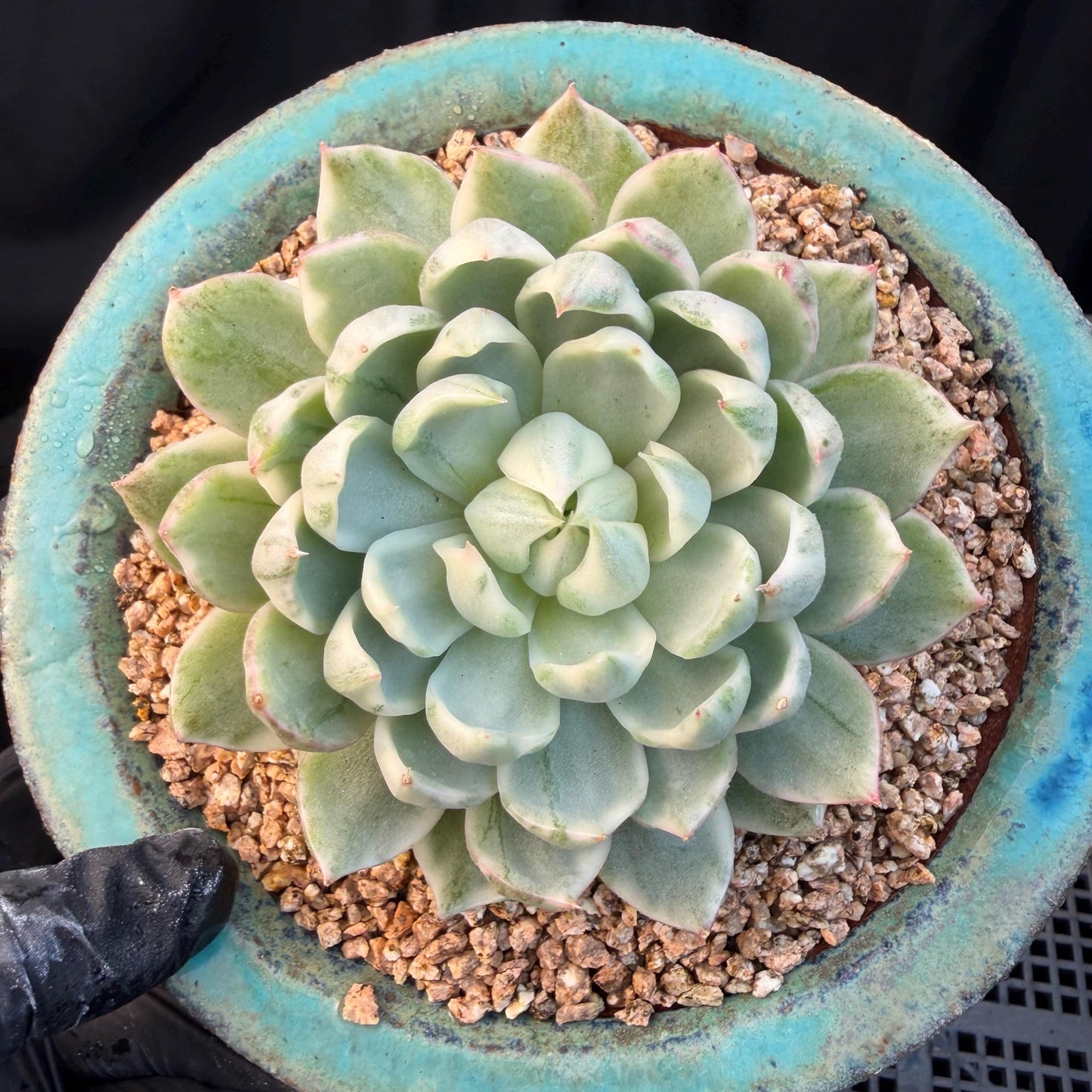 Echeveria  ‘Queen Maria variegated',  3.2inches, L05