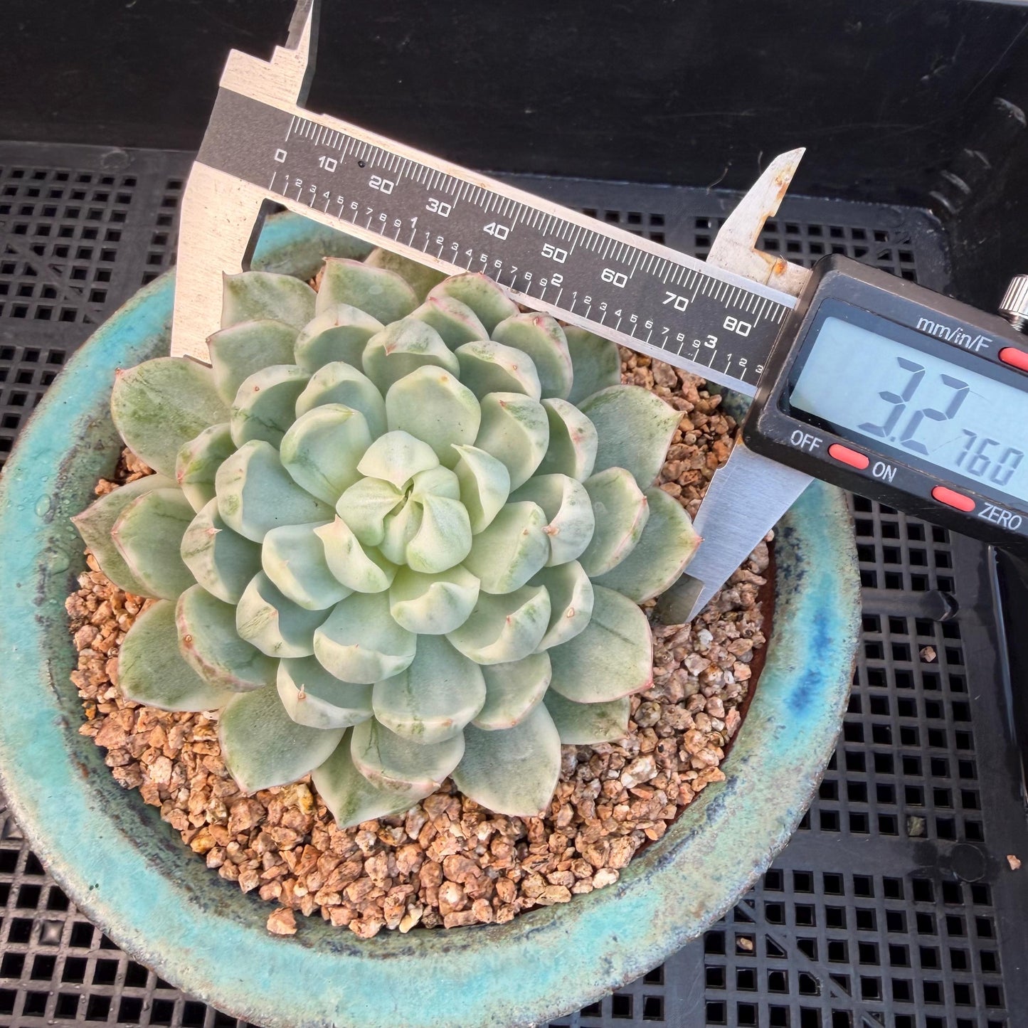 Echeveria  ‘Queen Maria variegated',  3.2inches, L05