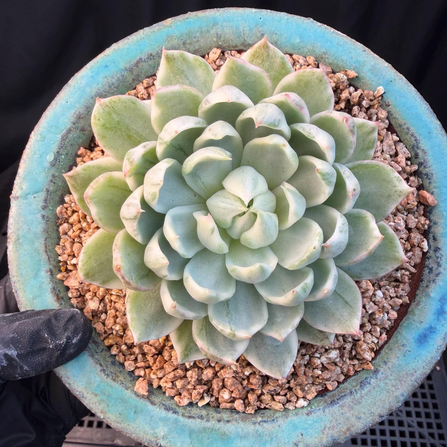 Echeveria  ‘Queen Maria variegated',  3.2inches, L05