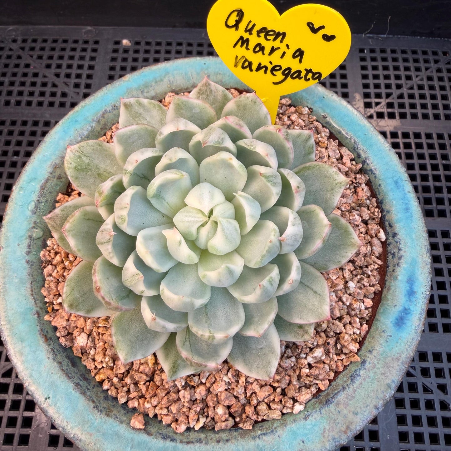 Echeveria  ‘Queen Maria variegated',  3.2inches, L05