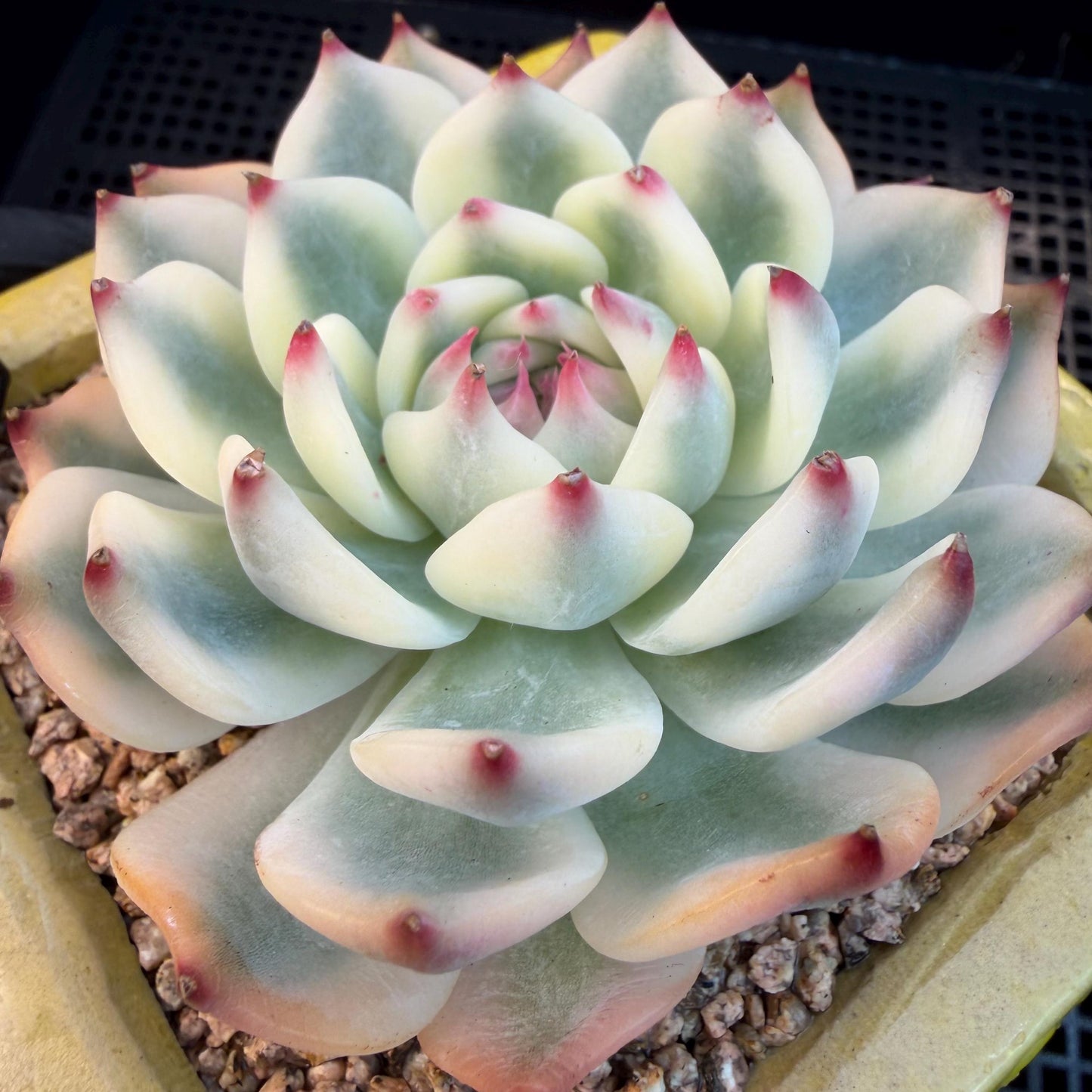Echeveria  ‘Chihuahuaenis variegated', 2.7inches ,A025