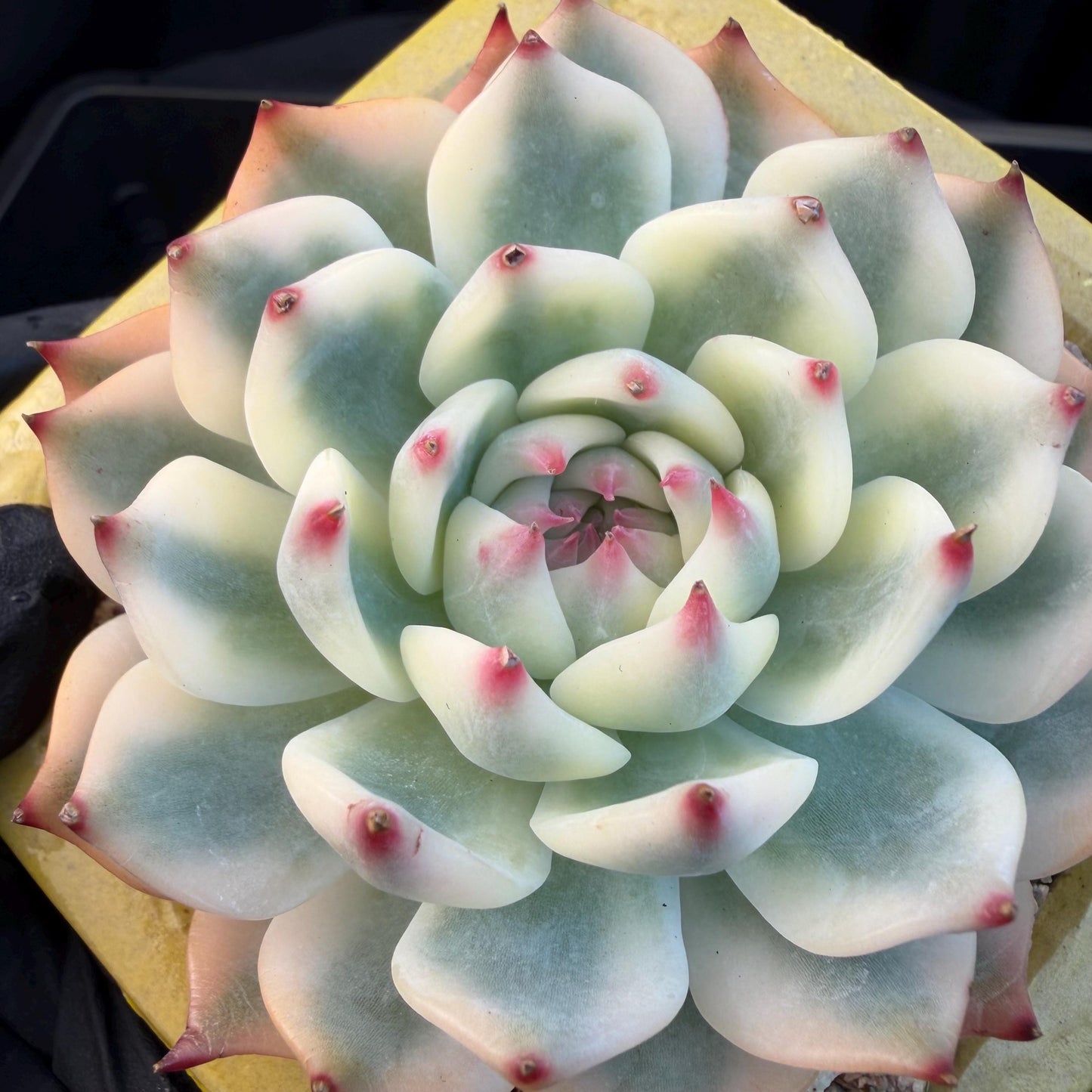 Echeveria  ‘Chihuahuaenis variegated', 2.7inches ,A025