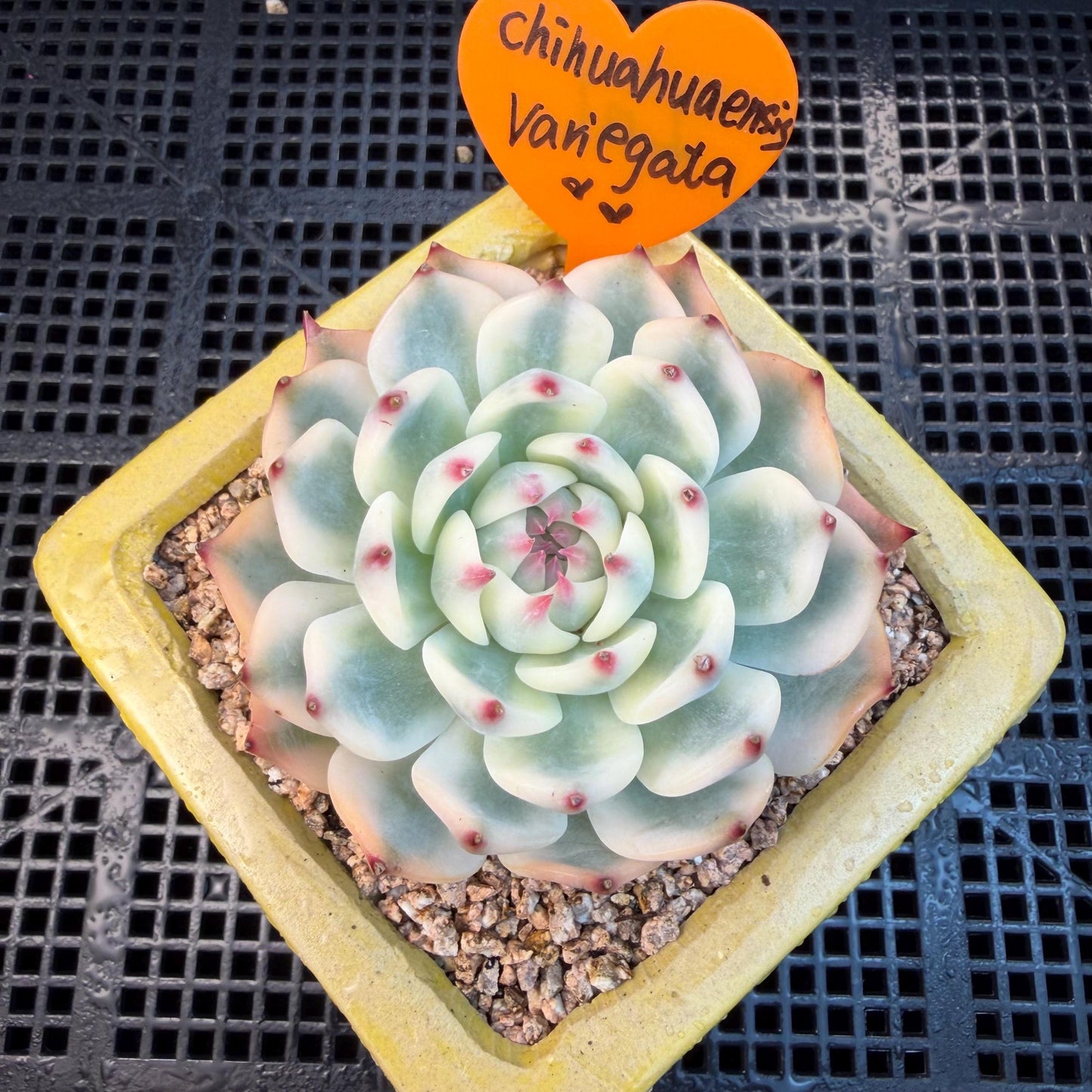 Echeveria  ‘Chihuahuaenis variegated', 2.7inches ,A025