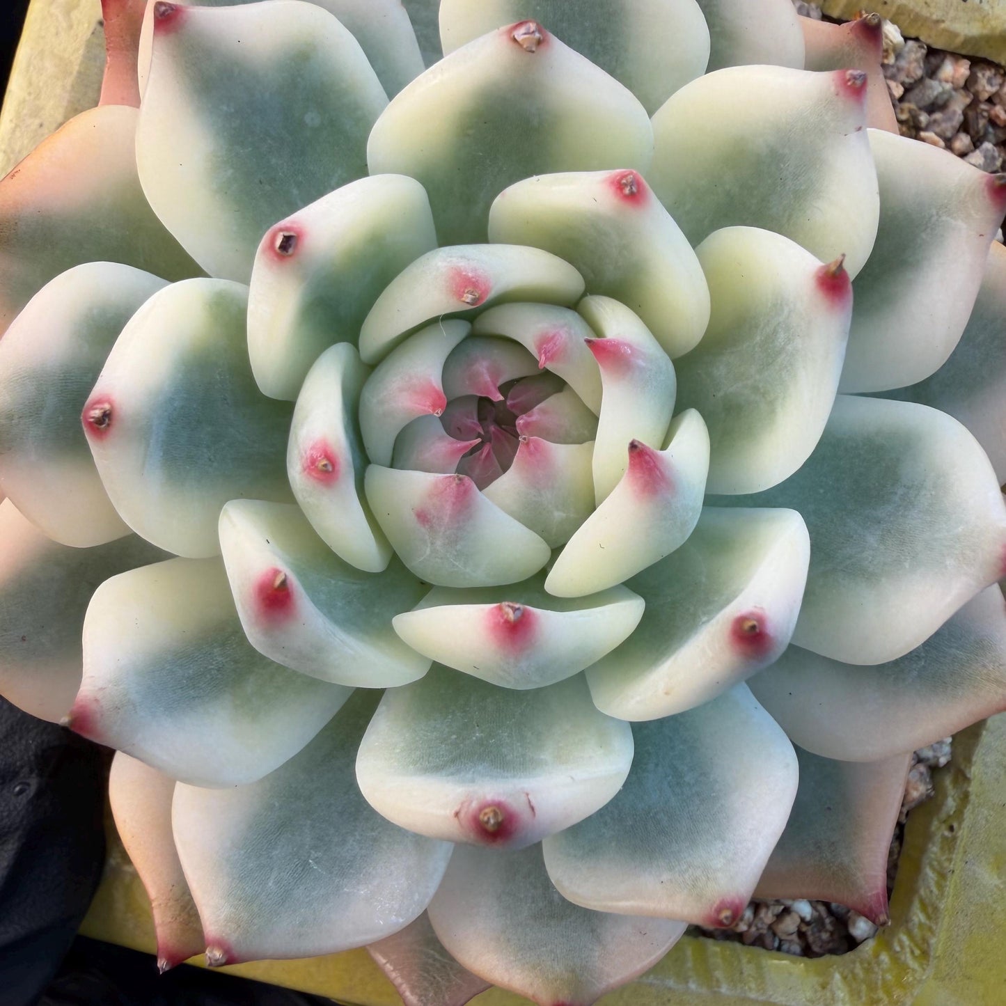 Echeveria  ‘Chihuahuaenis variegated', 2.7inches ,A025
