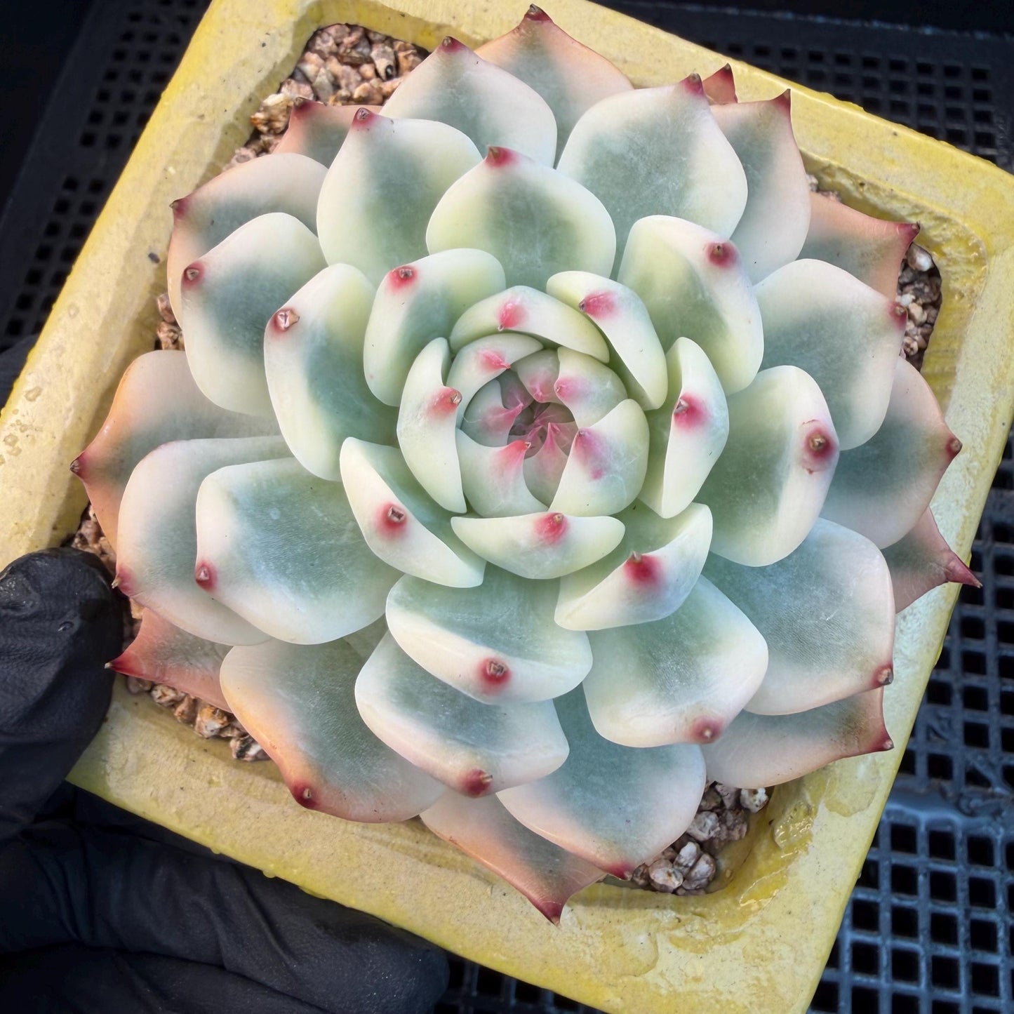 Echeveria  ‘Chihuahuaenis variegated', 2.7inches ,A025