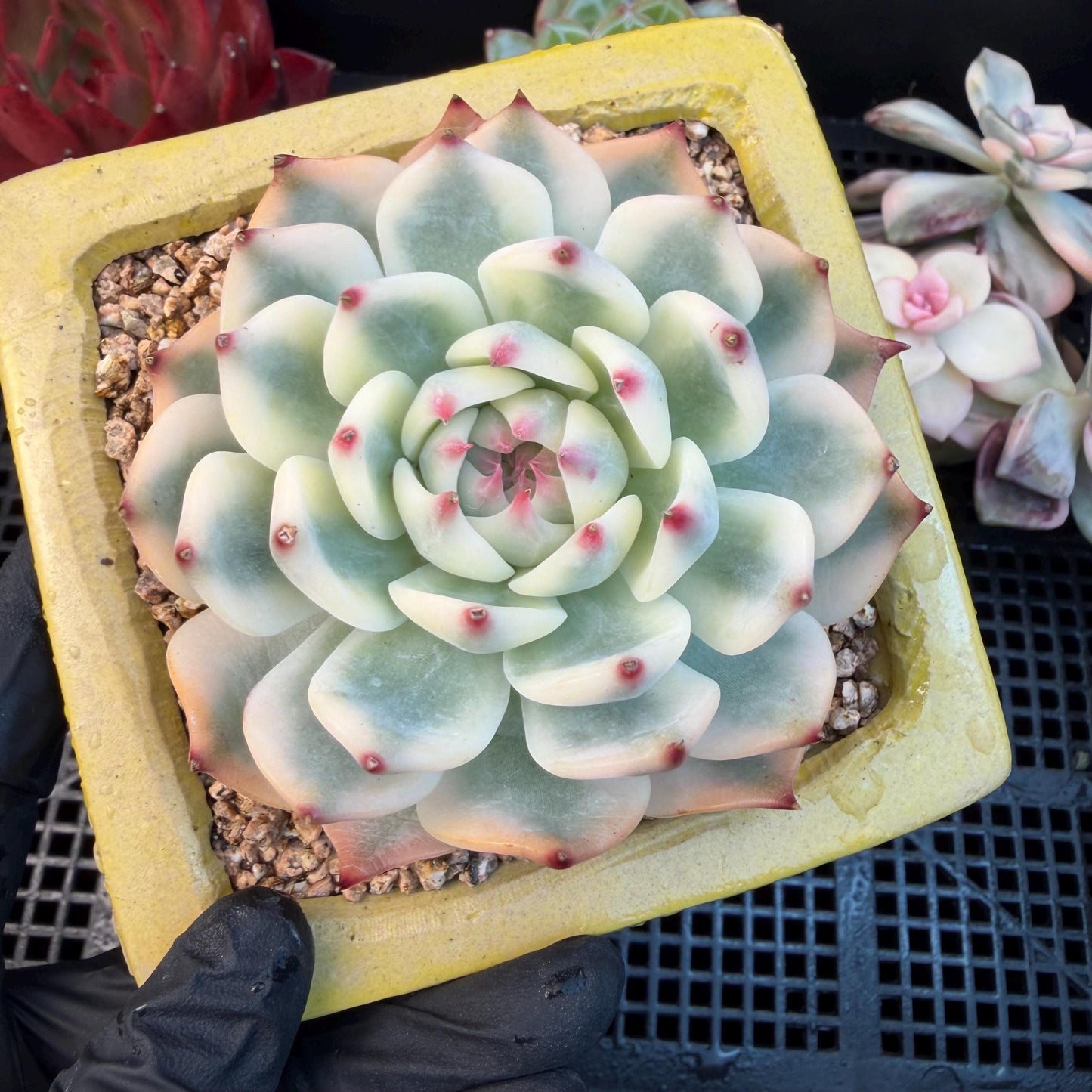 Echeveria  ‘Chihuahuaenis variegated', 2.7inches ,A025