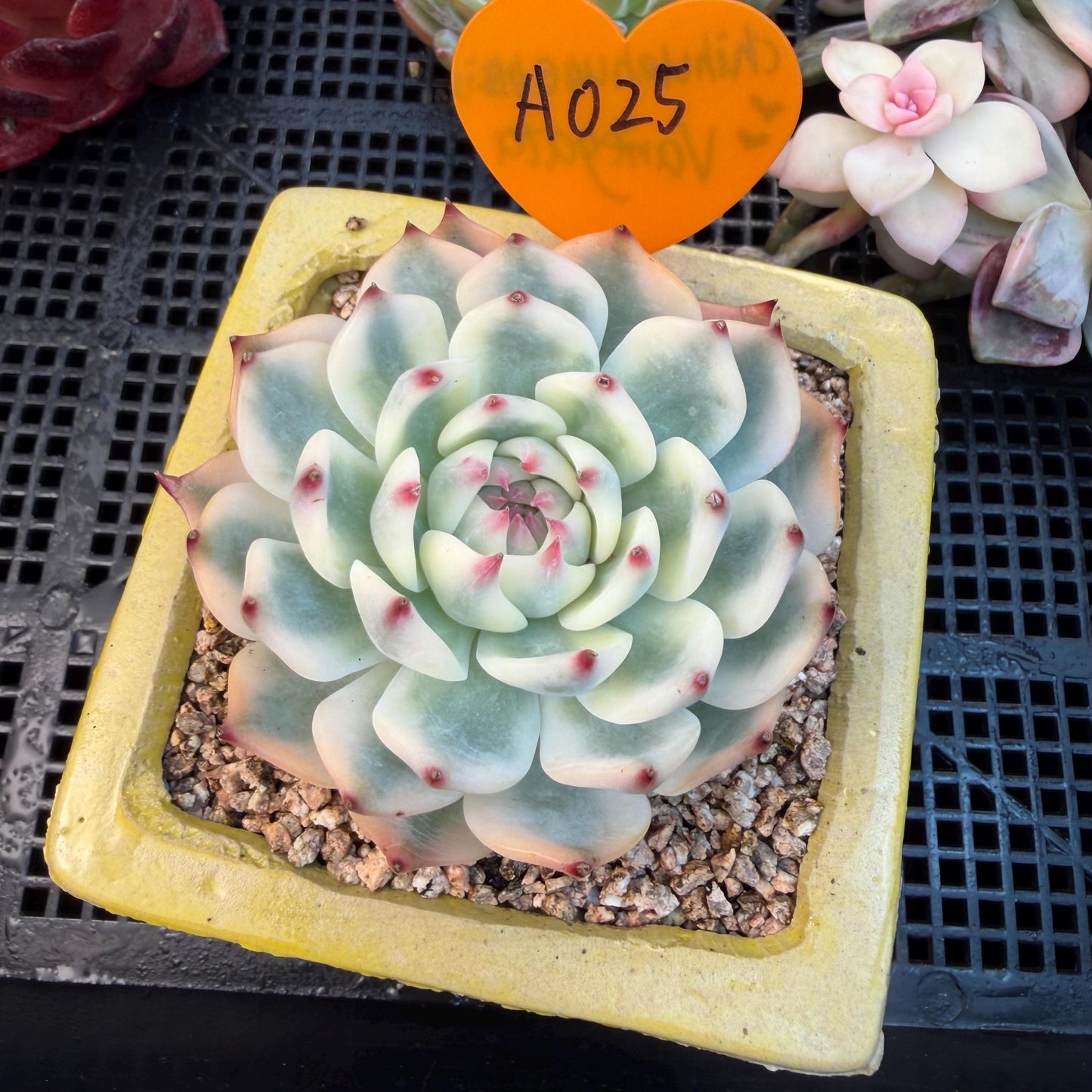 Echeveria  ‘Chihuahuaenis variegated', 2.7inches ,A025