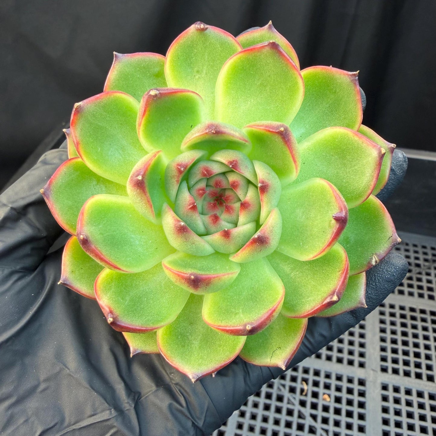 Echeveria  ‘blue dragan',  2.6inches, L20