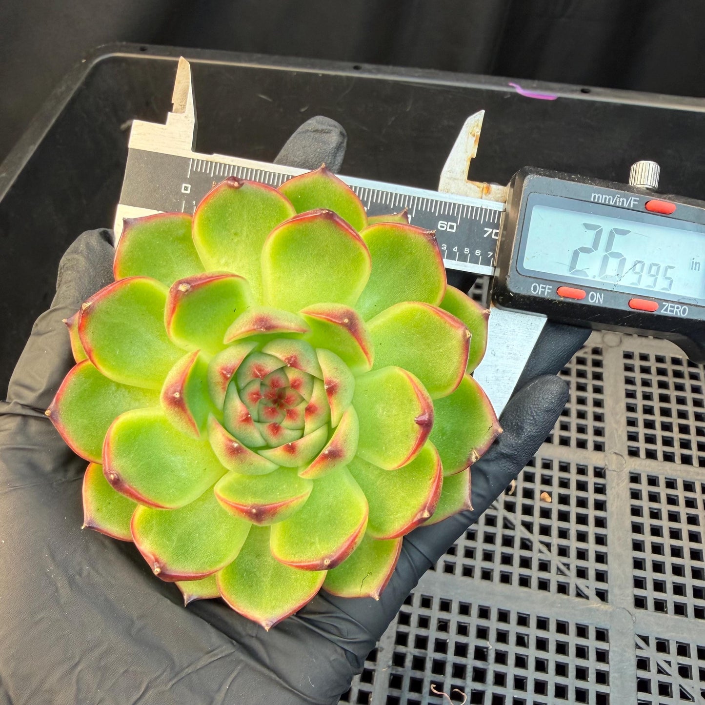 Echeveria  ‘blue dragan',  2.6inches, L20