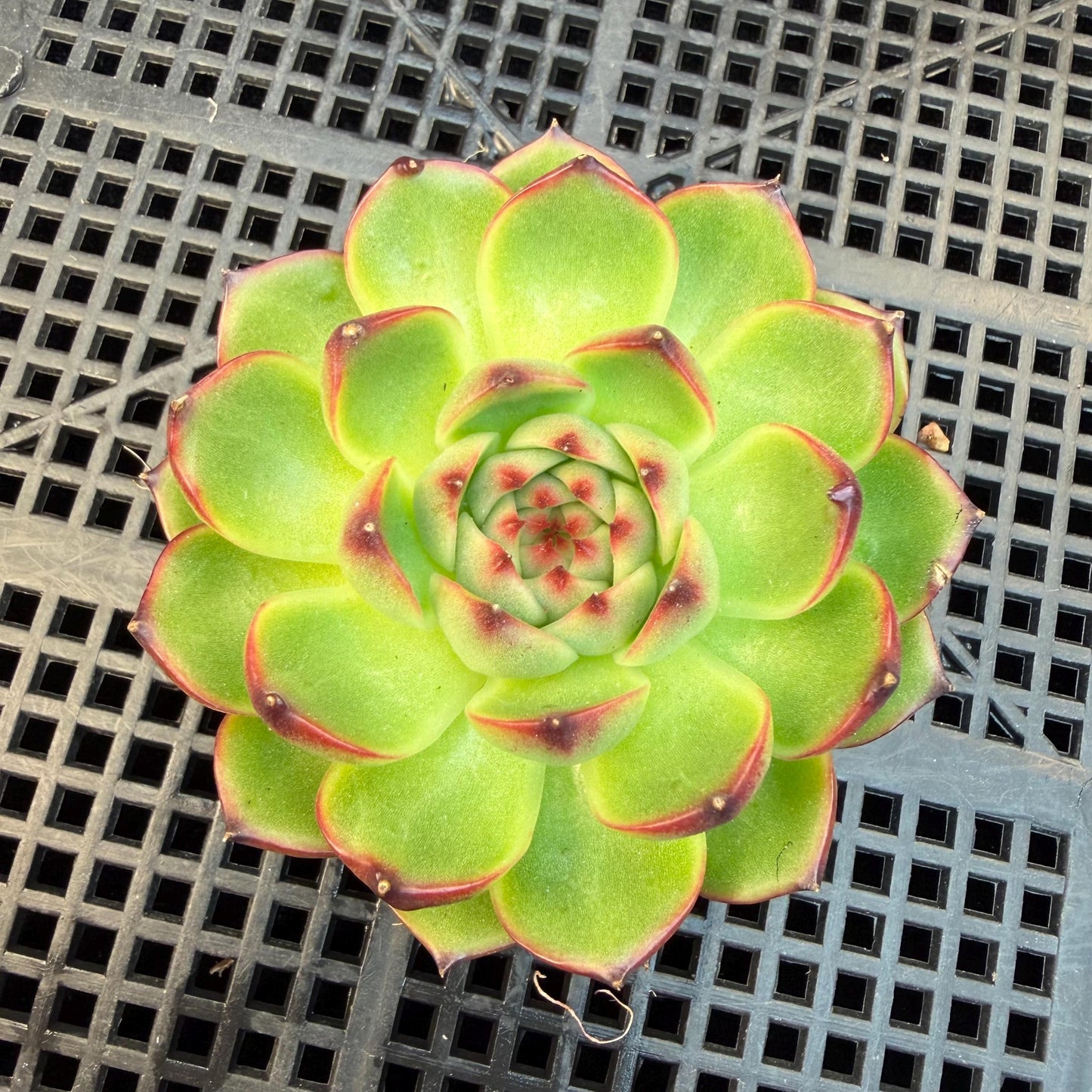 Echeveria  ‘blue dragan',  2.6inches, L20