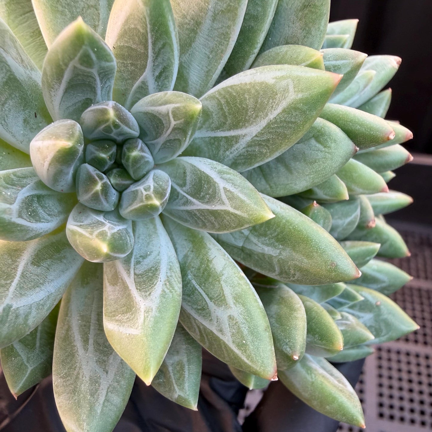 Pachyphytum compactum 'Glaucum'cluster, 2.6inches, L21