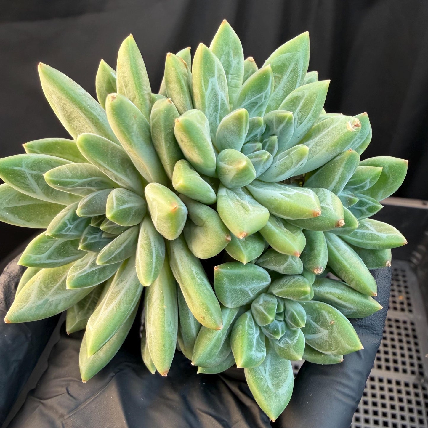 Pachyphytum compactum 'Glaucum'cluster, 2.6inches, L21