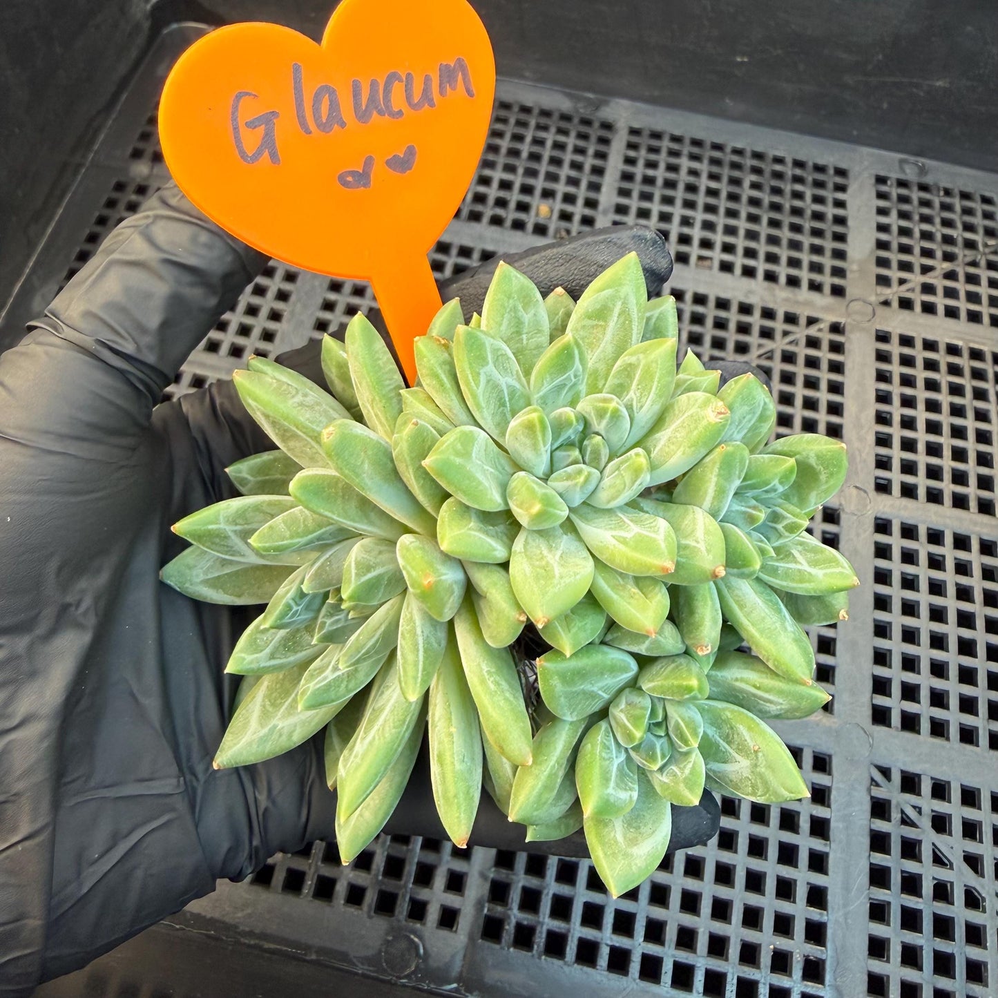 Pachyphytum compactum 'Glaucum'cluster, 2.6inches, L21