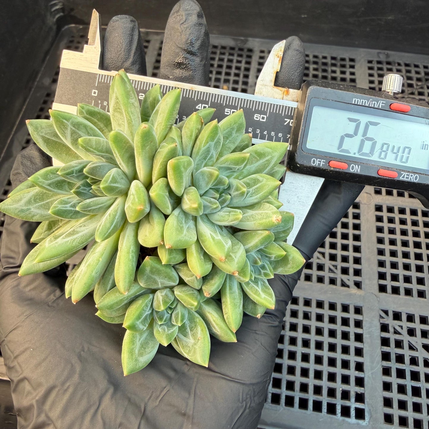 Pachyphytum compactum 'Glaucum'cluster, 2.6inches, L21