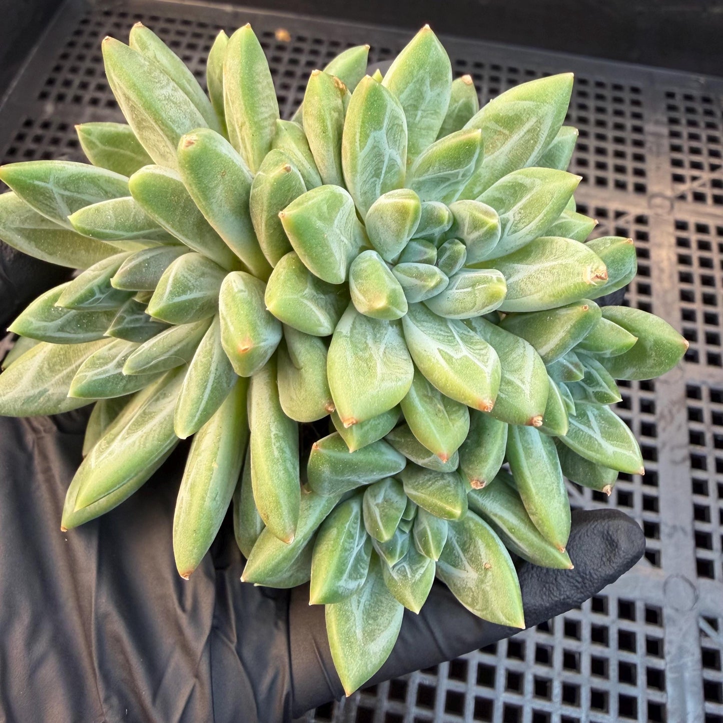 Pachyphytum compactum 'Glaucum'cluster, 2.6inches, L21