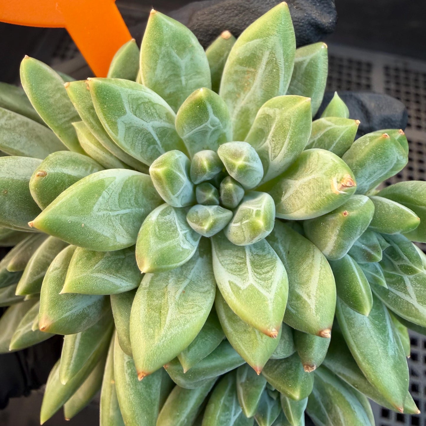 Pachyphytum compactum 'Glaucum'cluster, 2.6inches, L21