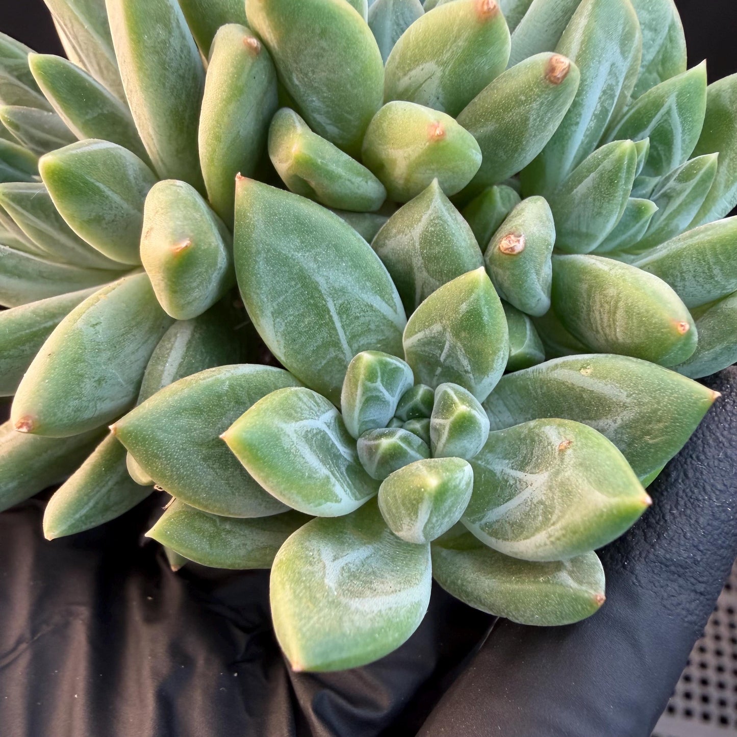 Pachyphytum compactum 'Glaucum'cluster, 2.6inches, L21