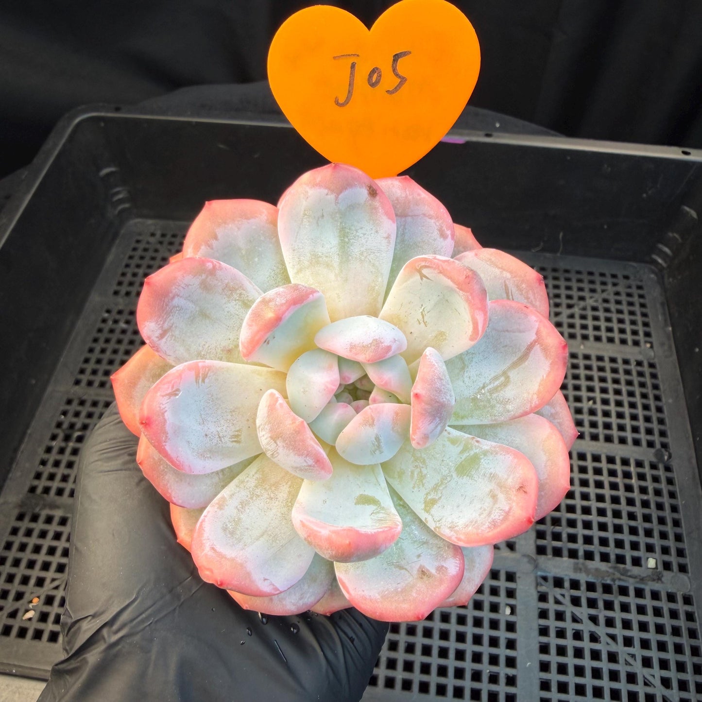 Echeveria  ‘Orange Monroe variegated', 2.7inches ,J05