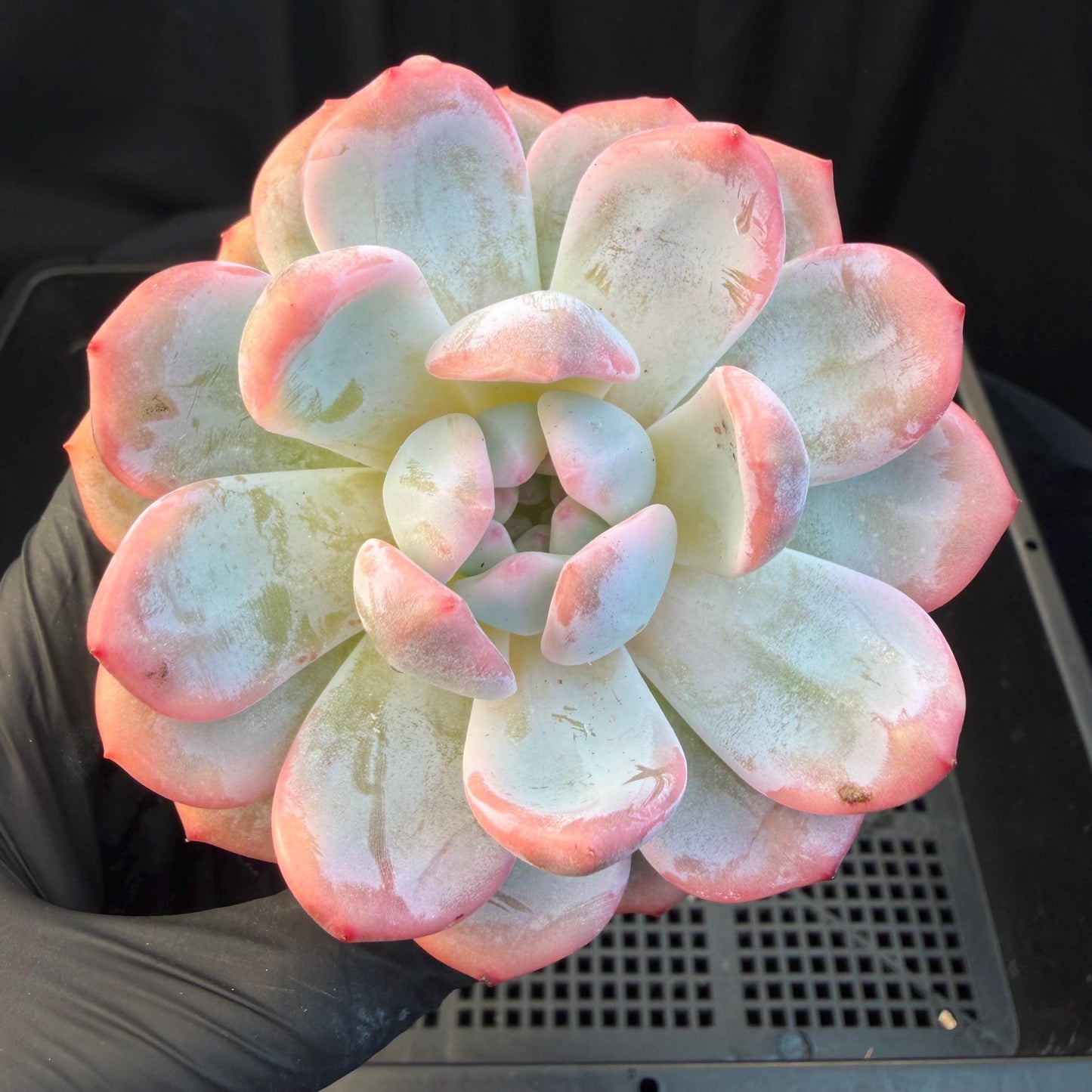 Echeveria  ‘Orange Monroe variegated', 2.7inches ,J05