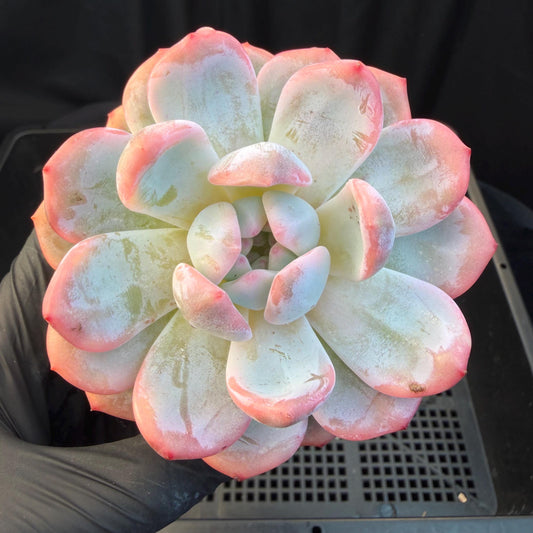 Echeveria  ‘Orange Monroe variegated', 2.7inches ,J05