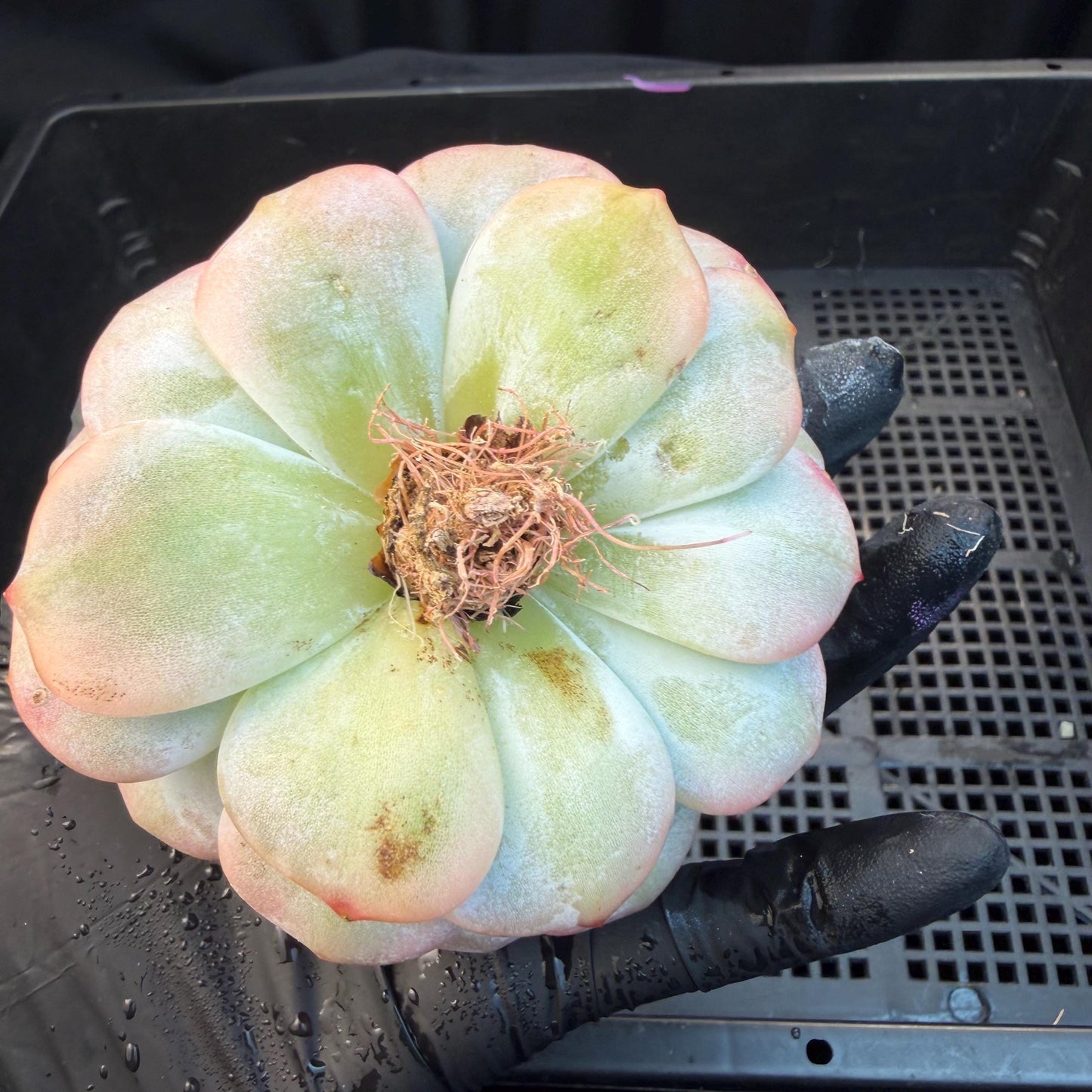 Echeveria  ‘Orange Monroe variegated', 2.7inches ,J05